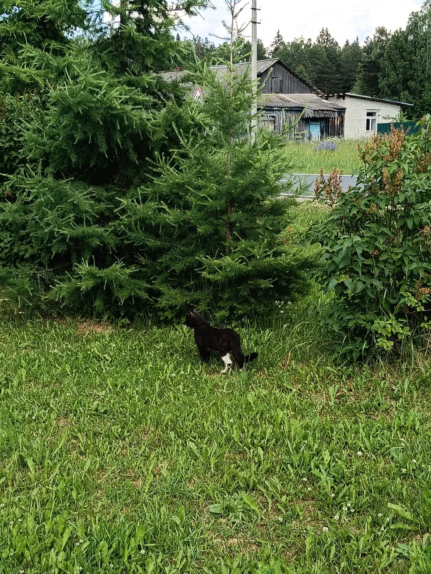 In the city of Krasnyy Mayak, Russia, a black and white cat is seen foraging in a grassy area. The cat is partially obscured by lush green foliage, including a large evergreen tree and a bush with seed heads. In the background, a weathered wooden and brick house stands, with a road in front of it. The sky is overcast.