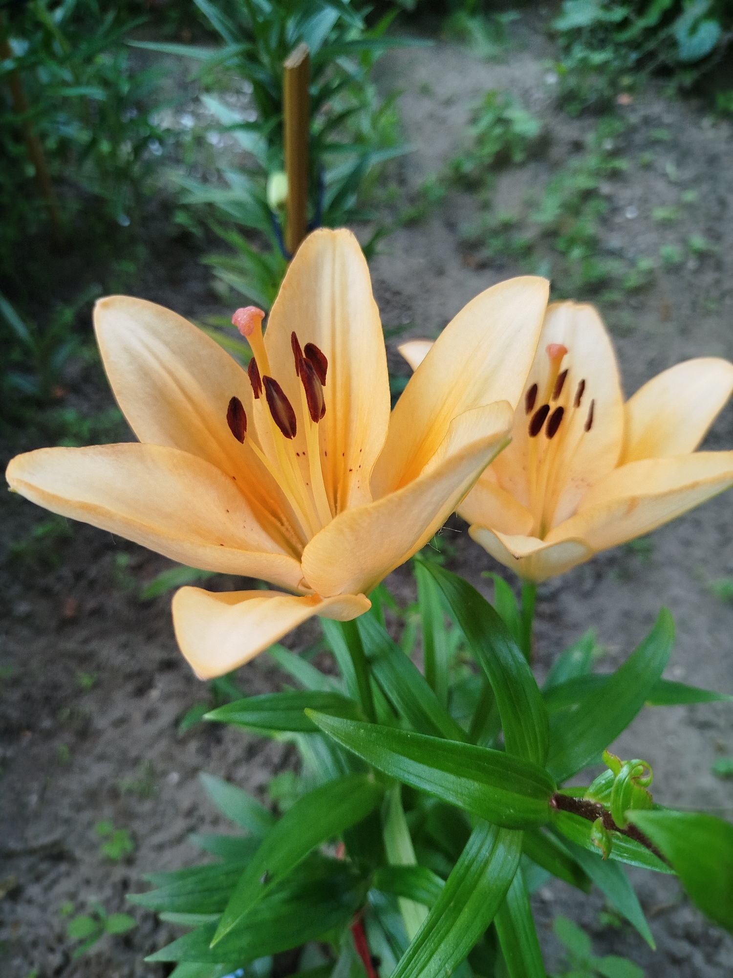The image shows a close-up, eye-level shot of two peach-colored lily flowers in bloom. The flowers are in focus, with their petals unfurled and stamens visible. One flower is to the left and slightly forward, while the other is to the right and further back. The foreground is dominated by the green leaves of the lily plants. The background is a blurred mix of more greenery and soil, suggesting an outdoor garden setting. A thin wooden stake is visible behind the left flower. The scene is static, with no visible activity. The location of this image is not specified in the provided data, and therefore it cannot be determined to be in Navapolatsk, Belarus.