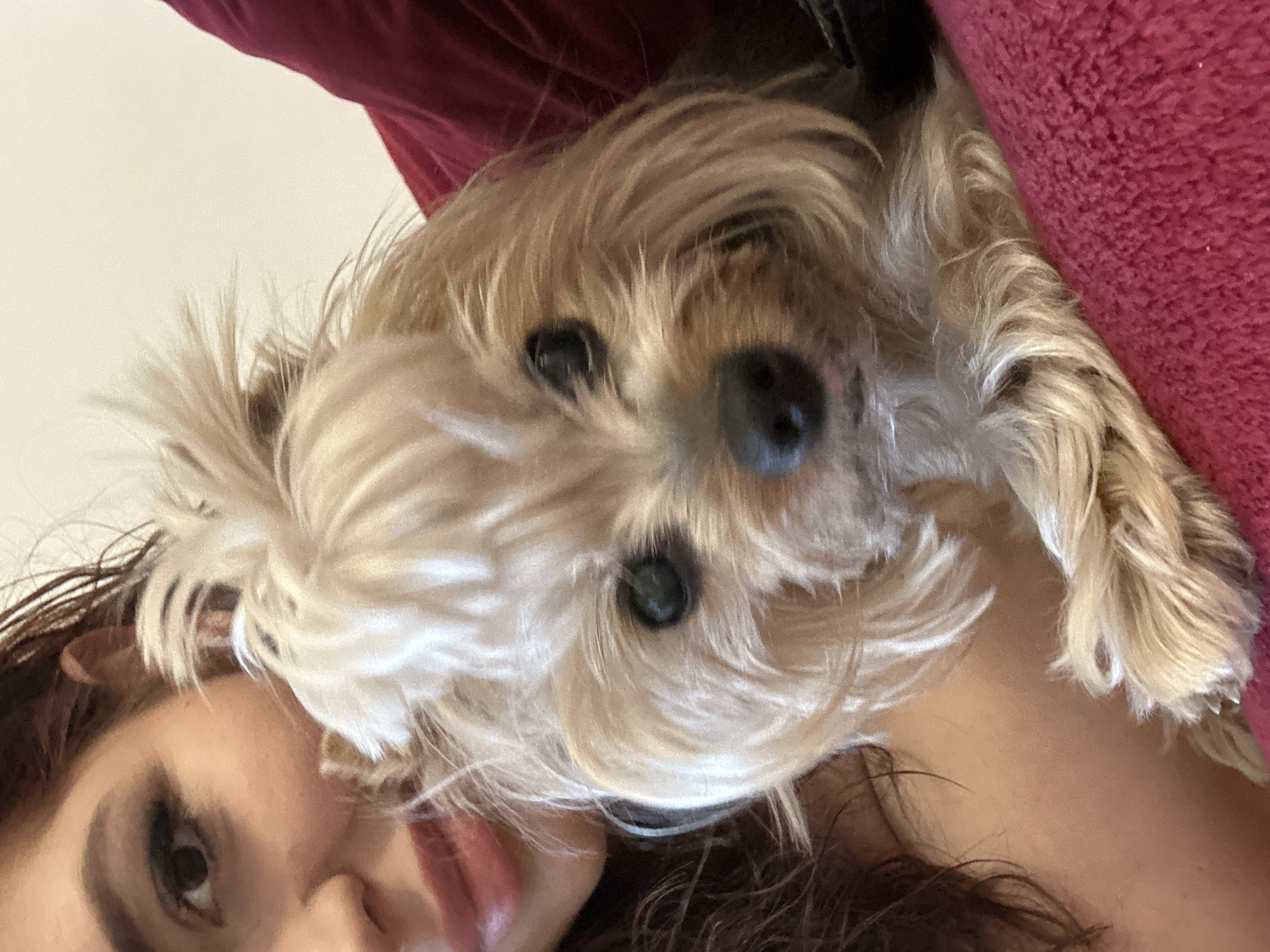 A close-up, high-angle portrait features a woman partially visible on the left side of the frame, holding a small, long-haired dog that occupies the foreground and center. The woman has fair to medium skin tone, a dark brown eye with visible eyeliner, a defined eyebrow, and full lips tinted a rosy pink/red, suggesting a slight smile. Her reddish-brown hair appears damp or styled to look wet, with individual strands visible around her face and shoulder.
The dog, likely a Yorkshire Terrier or similar breed, has predominantly light tan, blonde, and golden-hued fur. Its hair is long, with a distinct, somewhat spiky top-knot on its head. The dog has dark, round eyes and a black nose, looking directly forward towards the viewer. A small pinkish area is discernible near its mouth. Its left front paw is visible, resting on a reddish-purple textured fabric.
The woman's right shoulder and neck are visible behind the dog, indicating she is holding or cuddling the animal. The scene is set indoors, with a plain, light-colored background (possibly a wall) in the upper right portion of the image. A soft, textured reddish-purple fabric, consistent with a blanket or cushion, is prominent in the lower right corner and also appears behind the dog on the right. A darker fabric or object is partially visible behind the dog's right ear. There are no discernible visual cues or objects within the frame to indicate a specific geographic location in the city of Sofia, Bulgaria.