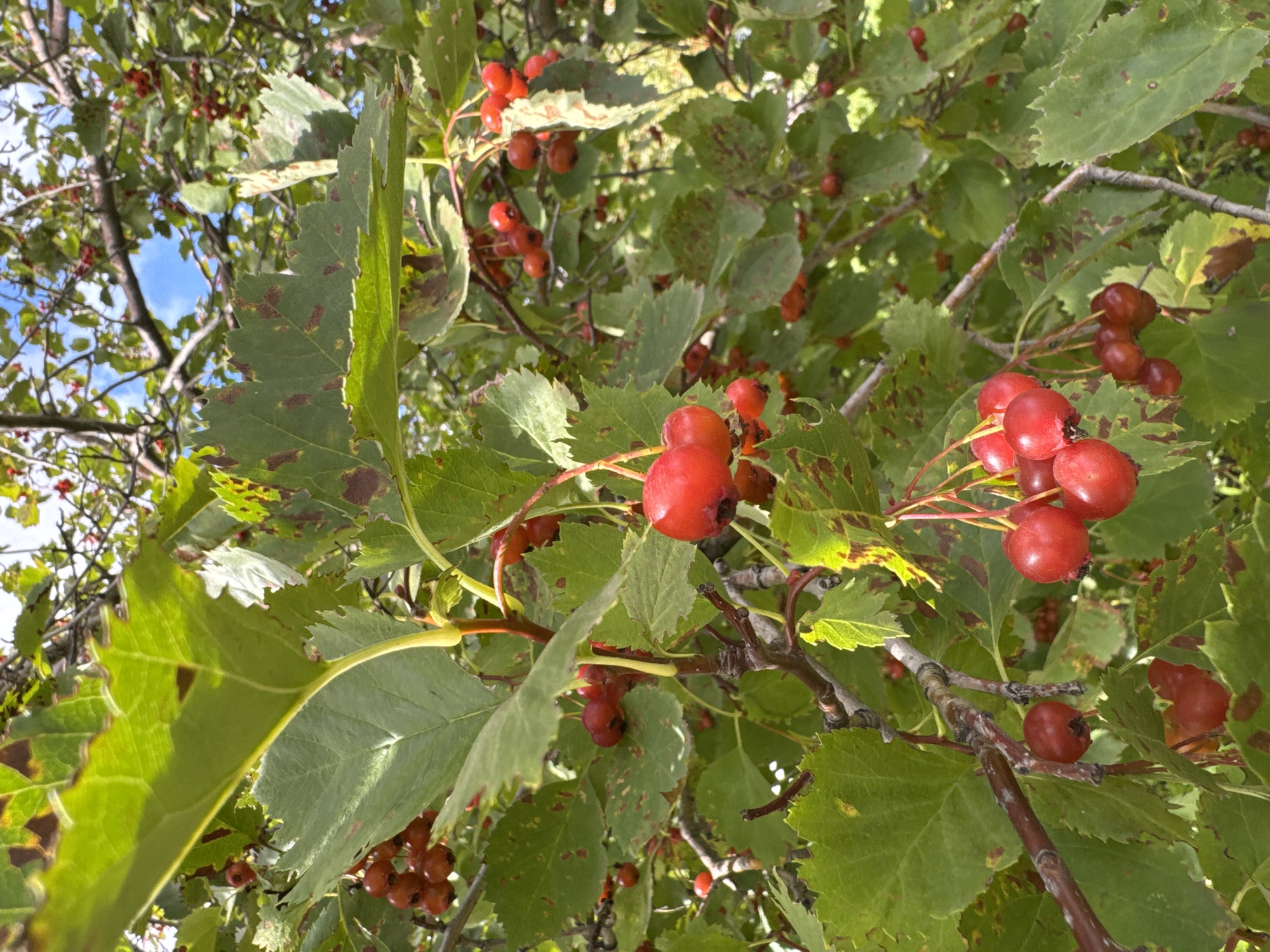 A close-up, eye-level shot captures a hawthorn tree branch laden with ripe, red berries against a backdrop of green leaves and a partly cloudy blue sky. The berries are clustered on thin stems, some appearing as single drupes and others in small bunches. The leaves are serrated with some showing signs of browning and spotting. The scene is consistent with a natural setting within Ufa, Russia, likely in a park or garden during autumn. No people or animals are visible in the image.