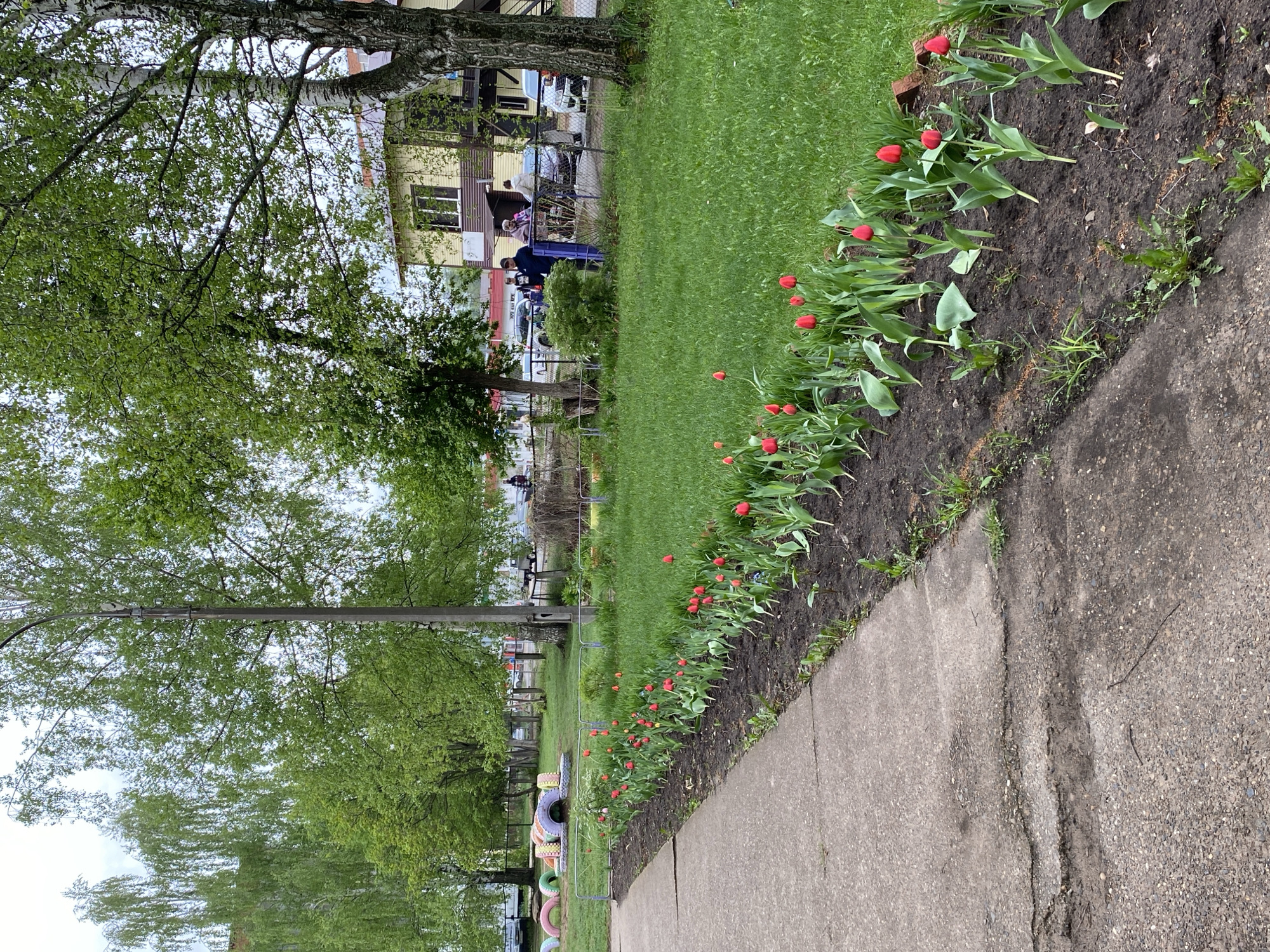 The image depicts a sidewalk bordering a grassy area in Noviy, Russia. Red tulips are planted along the edge of the sidewalk. Trees with green foliage line the opposite side of the grassy area, and a building is visible in the background. Several people are present in the background near a fence. A playground with painted tires is visible near the bottom left of the image.