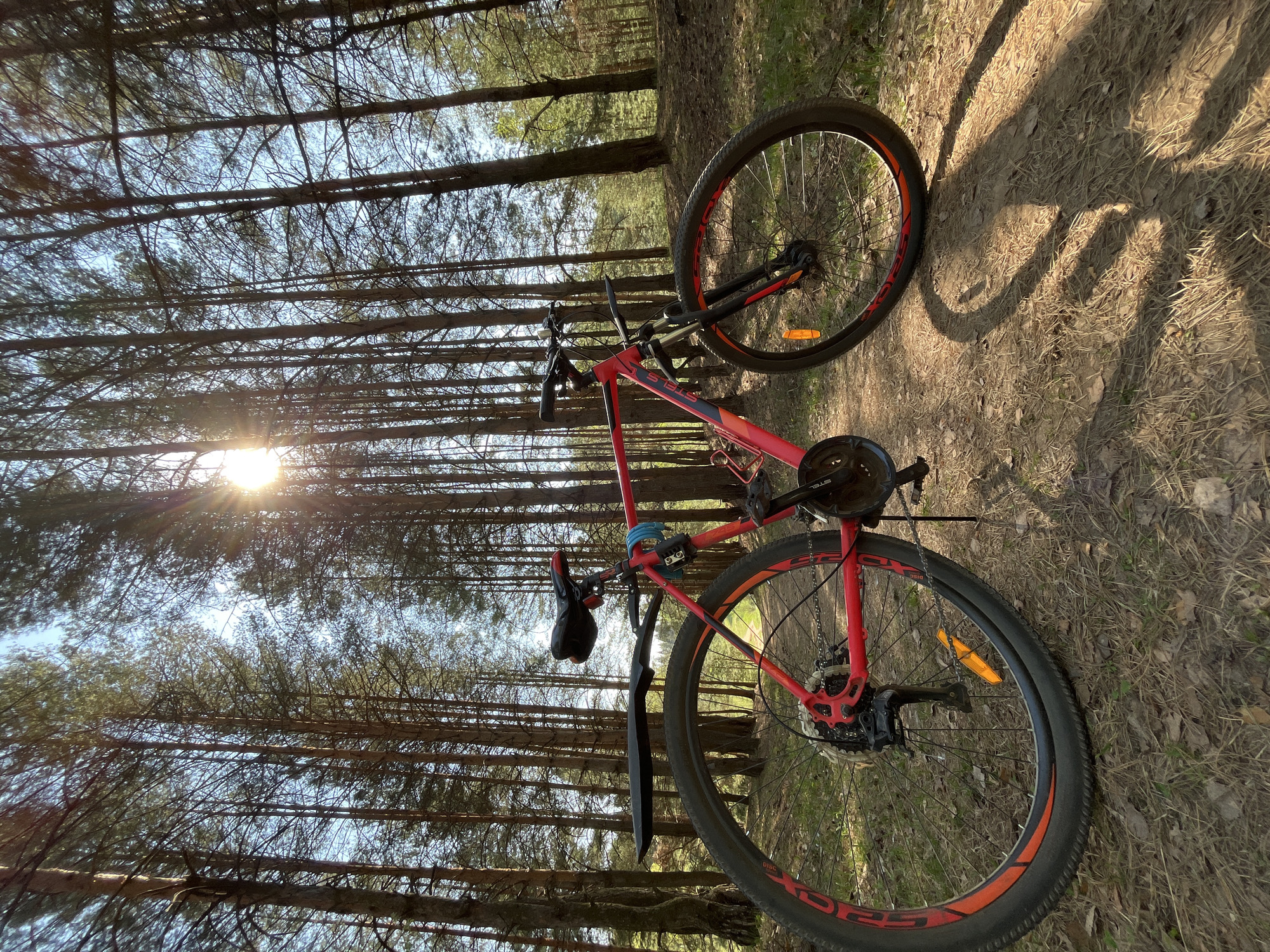 A red mountain bike stands on a forest floor covered with pine needles and dry vegetation. The bike is positioned in front of a dense pine forest, with sunlight filtering through the trees, creating a bright glare. The location is likely in a natural area near or within the city of Chaikovsky, Russia. There are no people visible in the frame.