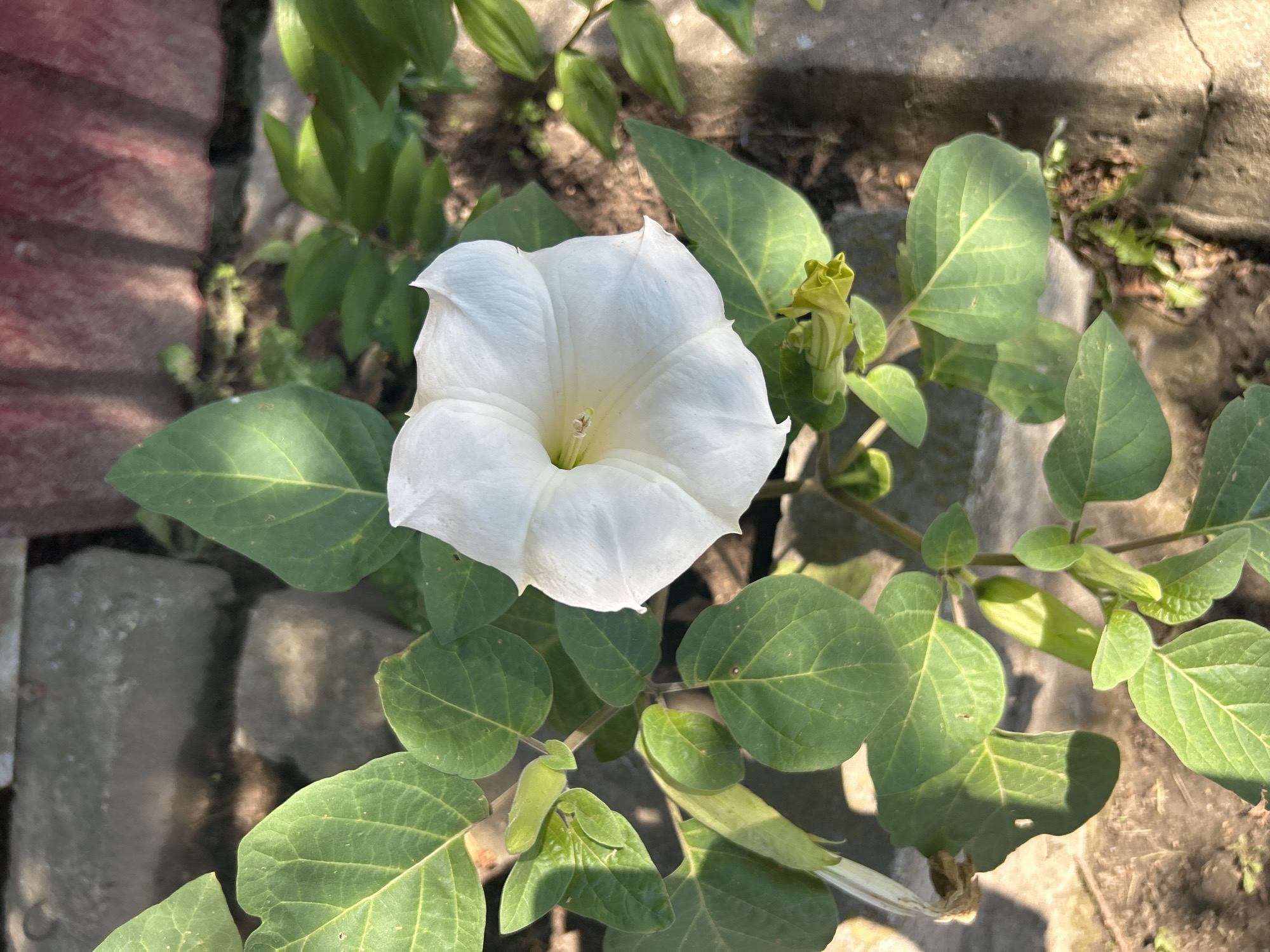 A single, large, white trumpet-shaped flower with slightly ruffled edges is in full bloom, dominating the center of the image. The flower is supported by a green stem, surrounded by numerous large, heart-shaped green leaves. The plant is growing in a garden bed with visible greyish-brown soil and some scattered small green shoots. In the background, there are several large, grey, rectangular concrete blocks arranged horizontally, and a blurred reddish-pink surface, possibly a planter or wall. The lighting suggests it is daytime, with sunlight casting shadows. The image appears to have been taken at ground level, looking slightly upwards at the flower. There are no people or animals present in the scene. The environment is outdoors, in what appears to be a residential or public garden area, possibly in the city of Kalitsino, Russia.