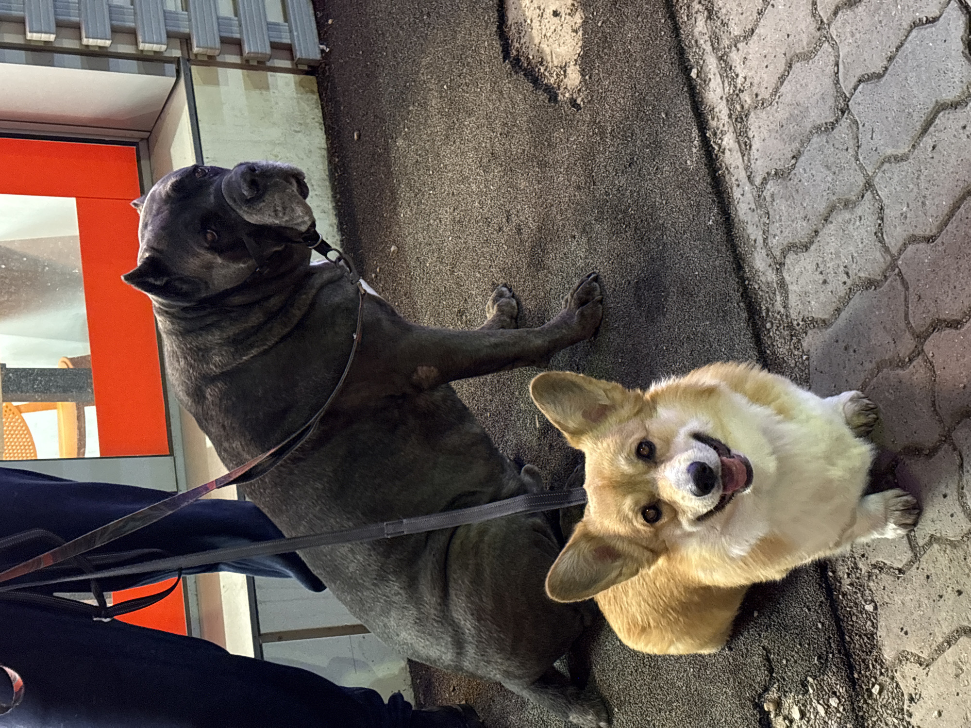 Two dogs, a Cane Corso and a Corgi, are on leashes alongside what appears to be a person wearing dark clothing. They are on a sidewalk with a mix of asphalt and patterned pavement. The edge of a building with orange trim is visible. While it is not definitively possible to determine the location as Krasnoyarsk, Russia based solely on this image, no information exists to contradict such.