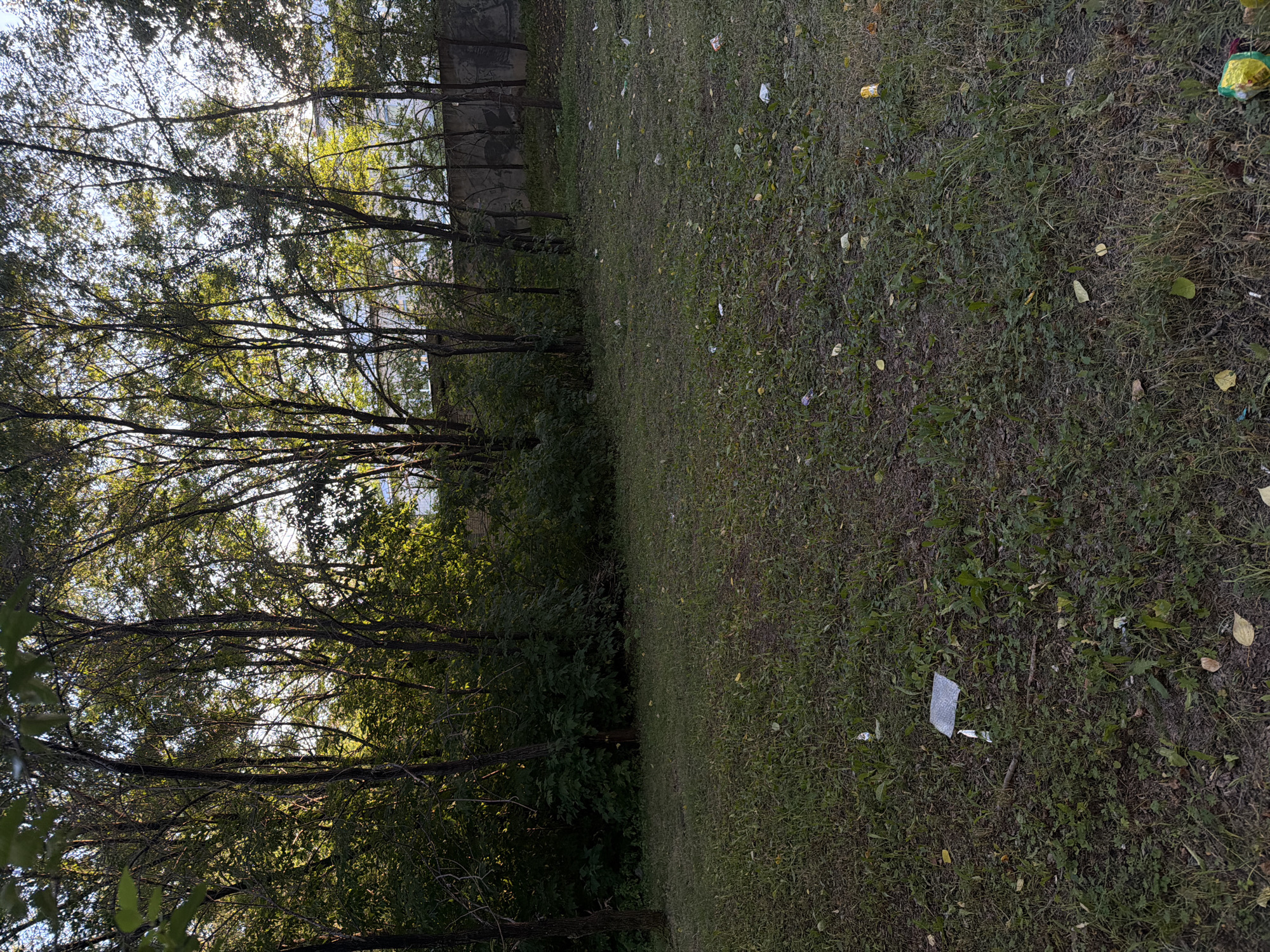 A sunlit, patchy lawn borders a dense line of trees and a concrete wall at the city of Khabarovsk, Russia. The grass is uneven and littered with several pieces of trash including plastic wrappers, discarded cans, and a square piece of reflective material. The trees are mostly bare of leaves, indicating autumn. The concrete wall behind the trees appears to have an abstract mural or graffiti on it. The scene suggests an unkempt, public outdoor space.