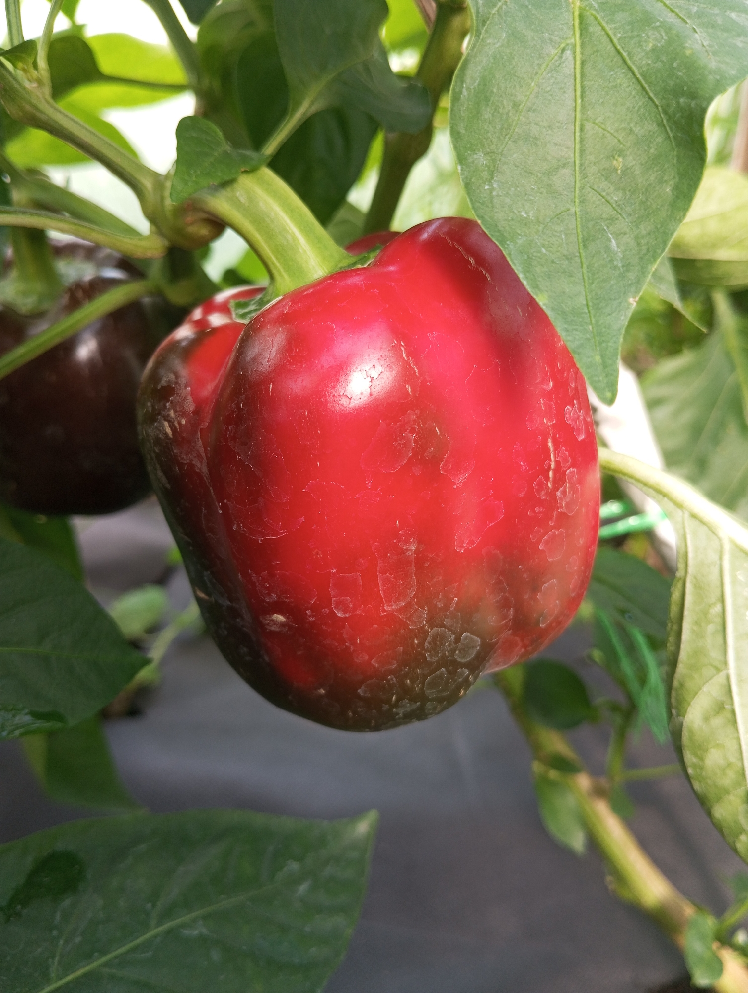 A close-up, eye-level shot shows a bright red bell pepper hanging from a plant. The pepper is the primary subject, occupying the center of the frame. It has a glossy surface with some lighter speckles and darker patches, possibly indicating minor blemishes or the start of ripening. The pepper is attached to a thick, green stem that extends upward and to the left. Several green leaves are visible around the pepper, with one large leaf prominently positioned to the right of the pepper. In the background, another darker, possibly unripe pepper is partially visible to the left. The background is out of focus, with hints of greenery and a dark, possibly fabric-like surface that could be mulch or ground cover. The lighting suggests an outdoor setting with natural light, casting a slight shine on the pepper. The image appears to have been taken in a garden or agricultural setting. There are no people or other identifiable structures in the image.