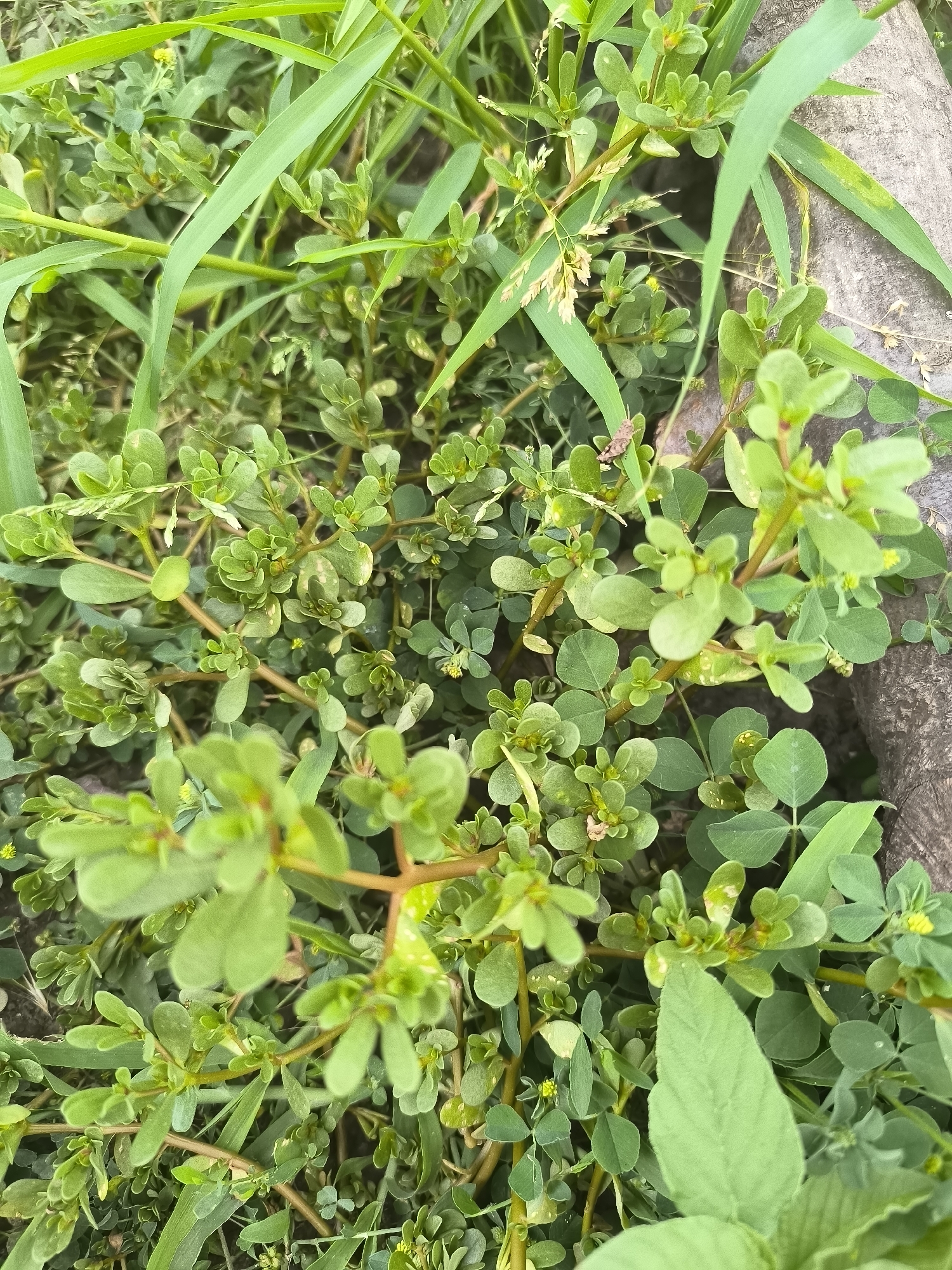 The image is a close-up, high-angle shot of a patch of common purslane (Portulaca oleracea) growing among blades of grass and a textured, greyish-brown object, possibly a stone or decaying wood. The purslane has small, oval, green leaves and some developing yellow flowers. The stems are reddish-brown and spread low to the ground. The background is a blur of green foliage and hints of dry, lighter-colored grass stalks. The scene appears to be outdoors in a natural or semi-natural setting, likely a garden, park, or roadside. There are no people or animals visible in the image. The lighting suggests it might be daytime, with the sun filtering through the leaves, creating some highlights and shadows. The overall impression is one of abundant, low-growing ground cover.