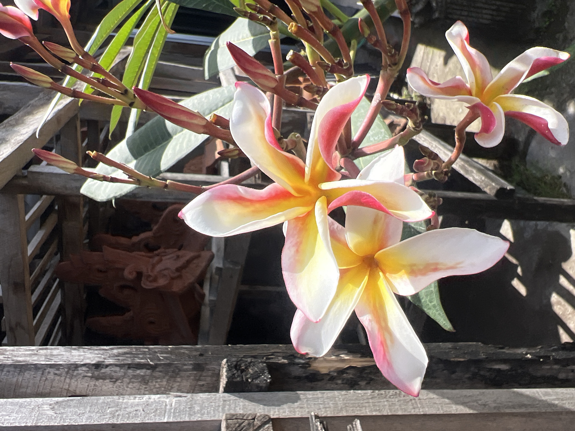 The image shows a close-up of pink and yellow plumeria flowers and buds. In the background, there is a wooden structure with some carved wooden figures. The scene appears to be outdoors in a tropical environment, possibly in Denpasar, Indonesia, given the cultural context suggested by the carved figures. The lighting suggests it is daytime, with sunlight casting shadows. There are no people or animals visible in the image.