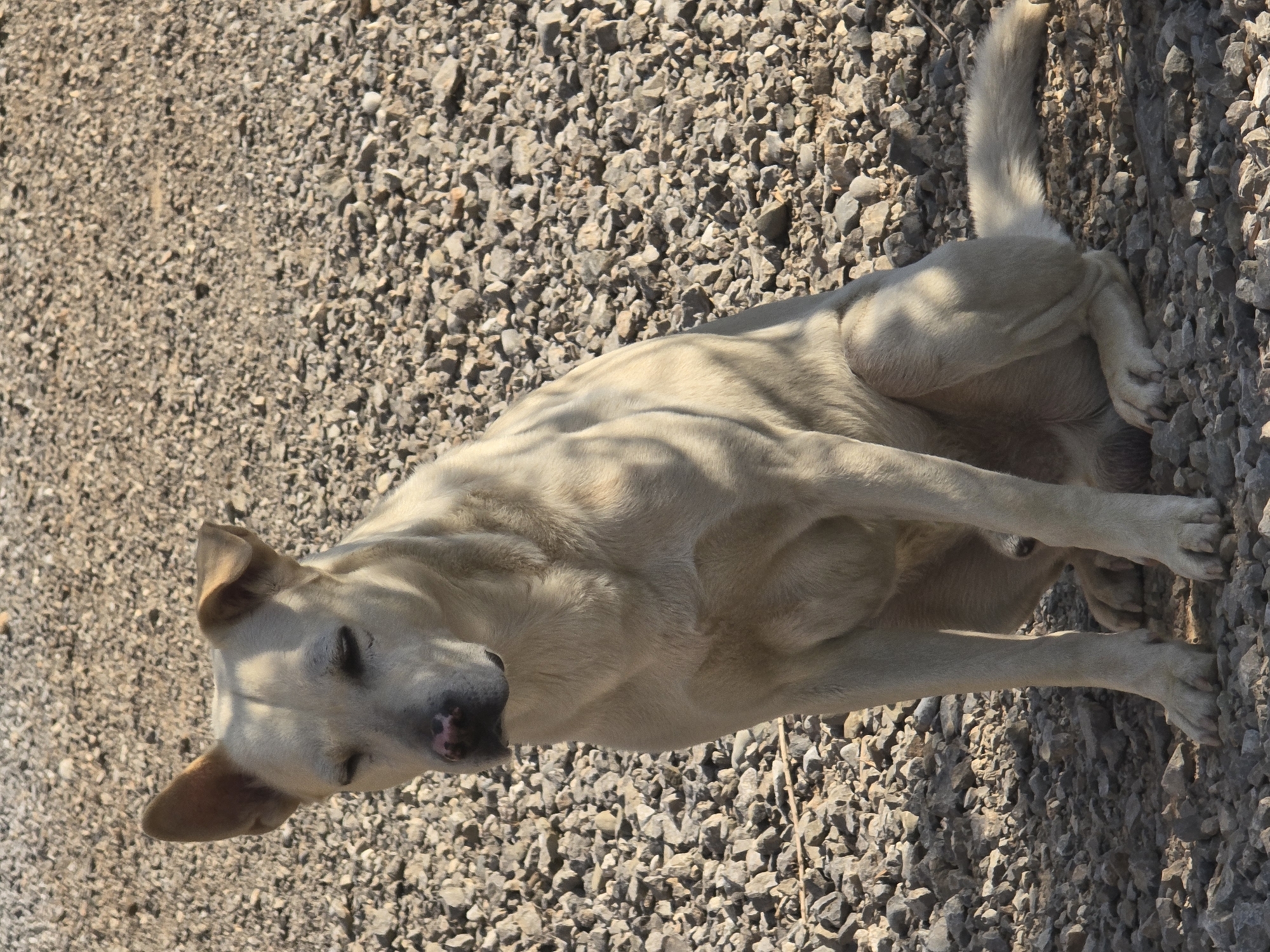 A light-colored dog with erect ears and a pink nose sits on a surface covered in gravel. The dog is facing forward with its eyes partially closed, and its body is illuminated by direct sunlight, casting shadows across its fur. The background consists solely of the gravel, which is a mix of various gray and brown stones. The image does not depict the city of Podgorica, Montenegro, or any identifiable urban elements.