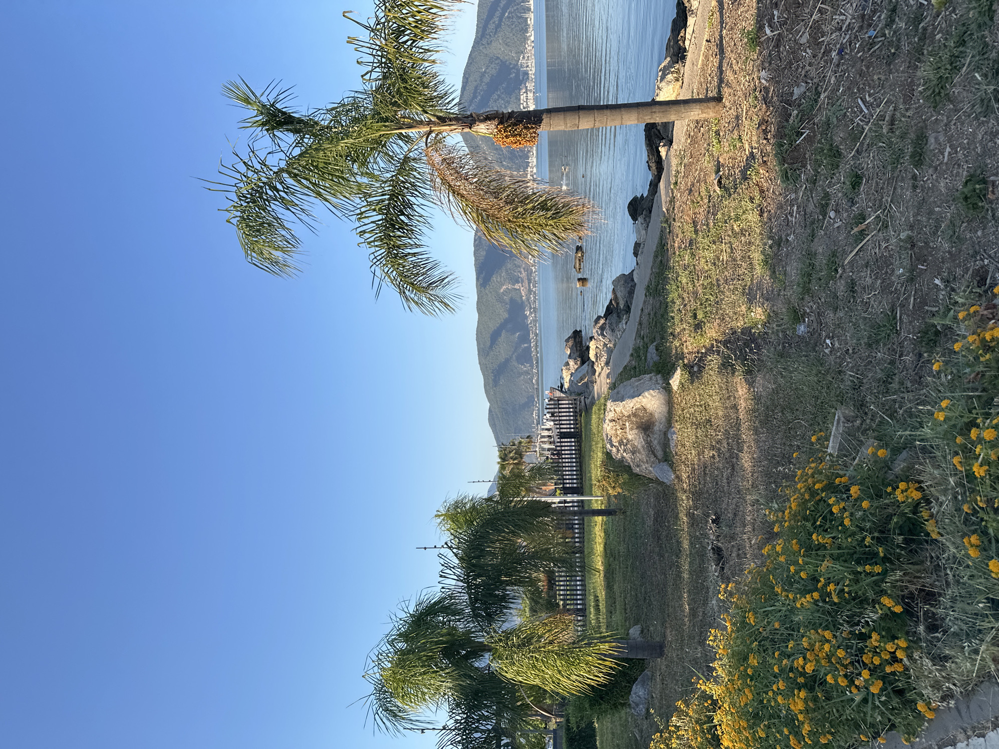 The image depicts a scenic waterfront area in Fethiye, Turkey, likely along the Kordon promenade. In the foreground, a patch of vibrant yellow wildflowers grows beside a grassy area with scattered rocks and dried vegetation. Several palm trees are visible, with one in the mid-ground on the right prominently displaying a cluster of dates. Beyond the palm trees, a black wooden fence lines the pathway separating the park area from the water. The calm blue sea stretches to the horizon, where lush green hills and a distant town are silhouetted against a clear, bright blue sky. A few boats, including a small white motorboat, are present on the water. The overall atmosphere is tranquil and bathed in the warm light of a sunny day, suggesting it is likely morning or late afternoon.