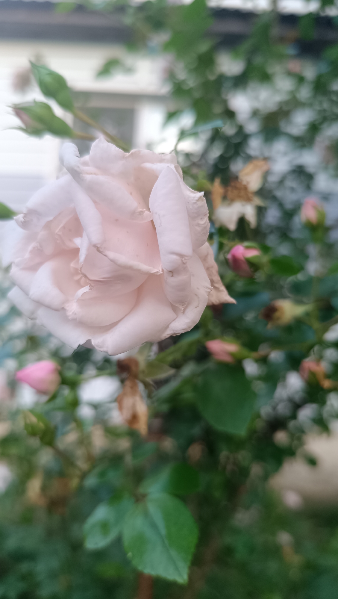 The image shows a close-up, vertical shot of a pale pink rose in full bloom. The rose is positioned in the left foreground, its petals slightly unfurled and showing delicate textures. Behind the main rose, several pink rosebuds are visible, some in focus and others blurred. The background consists of green foliage and hints of a building, possibly a house, with white siding. The scene appears to be outdoors, in a garden setting. The lighting suggests it might be daytime, with soft natural light illuminating the rose. The image does not depict any people or indicate any specific location within the city of Karsha, Russia.
