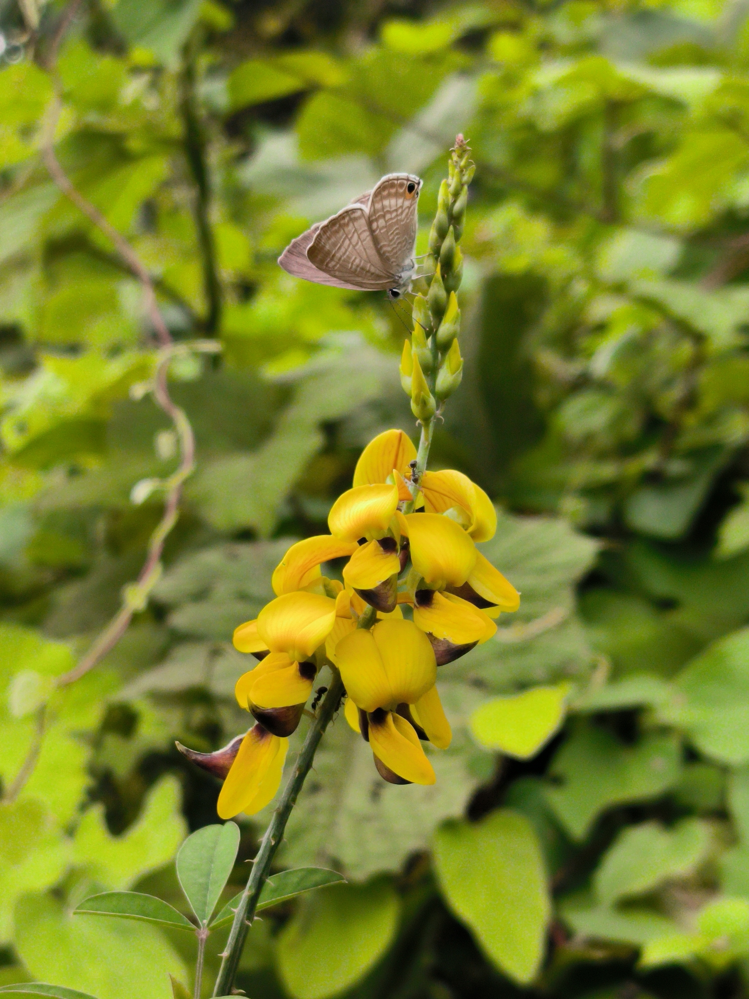 A small, light brown butterfly with delicate patterns on its wings rests on a cluster of bright yellow flowers. The butterfly's wings are slightly open, revealing intricate markings. The flowers are clustered on a green stem, with some buds visible at the top. The background is filled with lush green foliage, suggesting a natural, outdoor environment. The image appears to be taken in Langkuta, Indonesia, a location known for its biodiversity. The lighting is soft, indicating it might be a cloudy day or early morning/late afternoon. There are no people or other animals visible in the frame. The focus is sharply on the butterfly and the flowers, with the background softly blurred, drawing the viewer's attention to the main subjects.