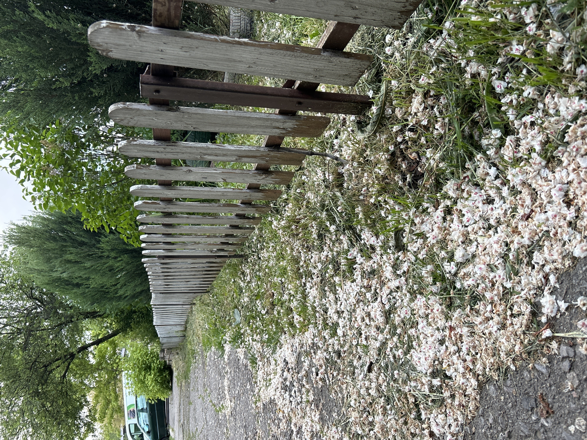 The image shows a section of a worn wooden fence along a street in an unidentified city. The fence is weathered, with paint peeling and some boards slightly uneven. The ground next to the fence is covered in fallen white flowers and grass. The sidewalk is visible, suggesting an urban or suburban setting. In the background, green trees and a van are partially visible. The scene is quiet, with no people or animals immediately apparent.