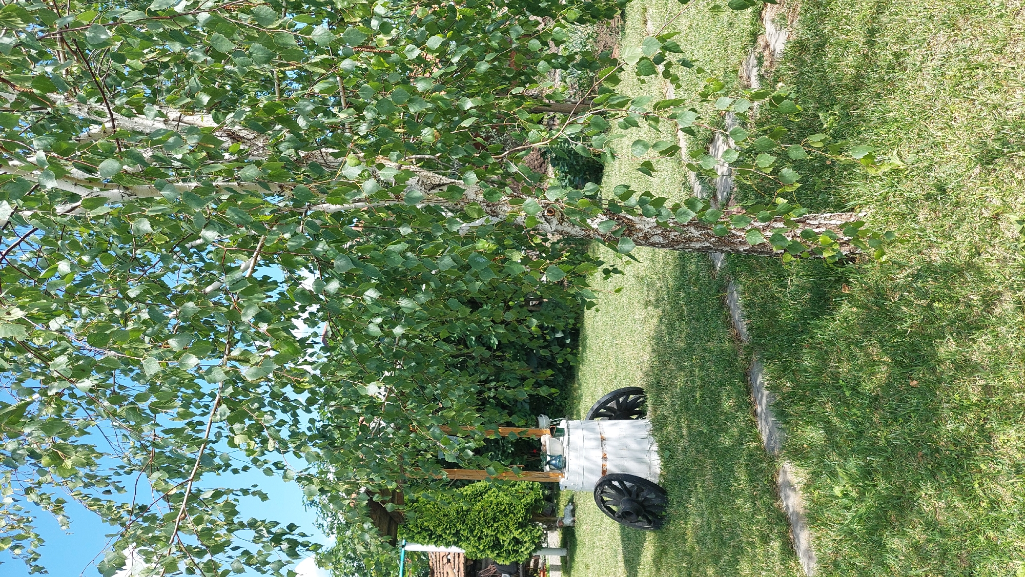 The image captures a sunny day in a garden area, likely in Saedinenie, Bulgaria. In the foreground, a mature birch tree with distinctive white and black bark stands prominently, its green leaves creating a dappled shade over the well-maintained lawn. To the left of the tree, a rustic wooden well structure, painted white, is visible. This well is adorned with two vintage wooden cartwheels positioned on either side of its base, adding a decorative and historical touch. Behind the well, a tall, conical evergreen tree adds verticality to the scene, and beyond that, glimpses of traditional Bulgarian architecture with tiled roofs suggest the surrounding environment. The ground is covered in green grass, with a few stone slabs forming a path. The sky above is a clear blue, indicating fair weather. No people or animals are present in the frame.