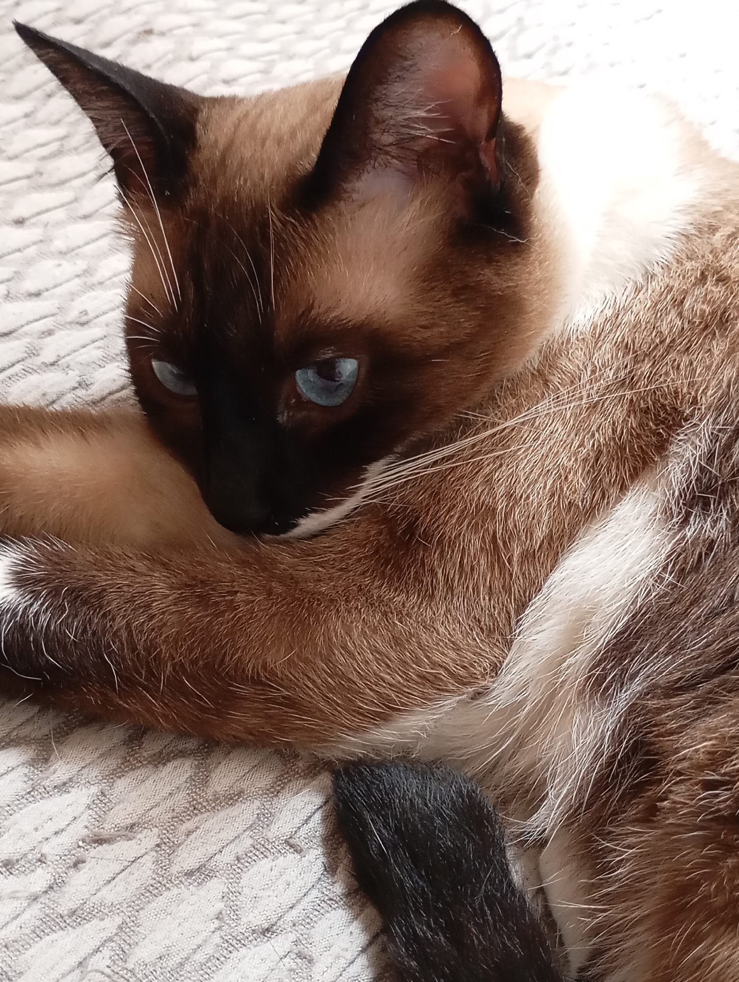 A close-up, vertical shot focuses on a Siamese cat with striking blue eyes, resting on a textured, light-colored surface. The cat's fur is a blend of brown, tan, and white. Its face is partially obscured as it looks downwards, with prominent white whiskers. The background shows the intricate weave of a fabric, possibly a blanket or upholstery. The image is devoid of any identifiable landmarks or elements that would place it within the city of Batumi, Georgia.
