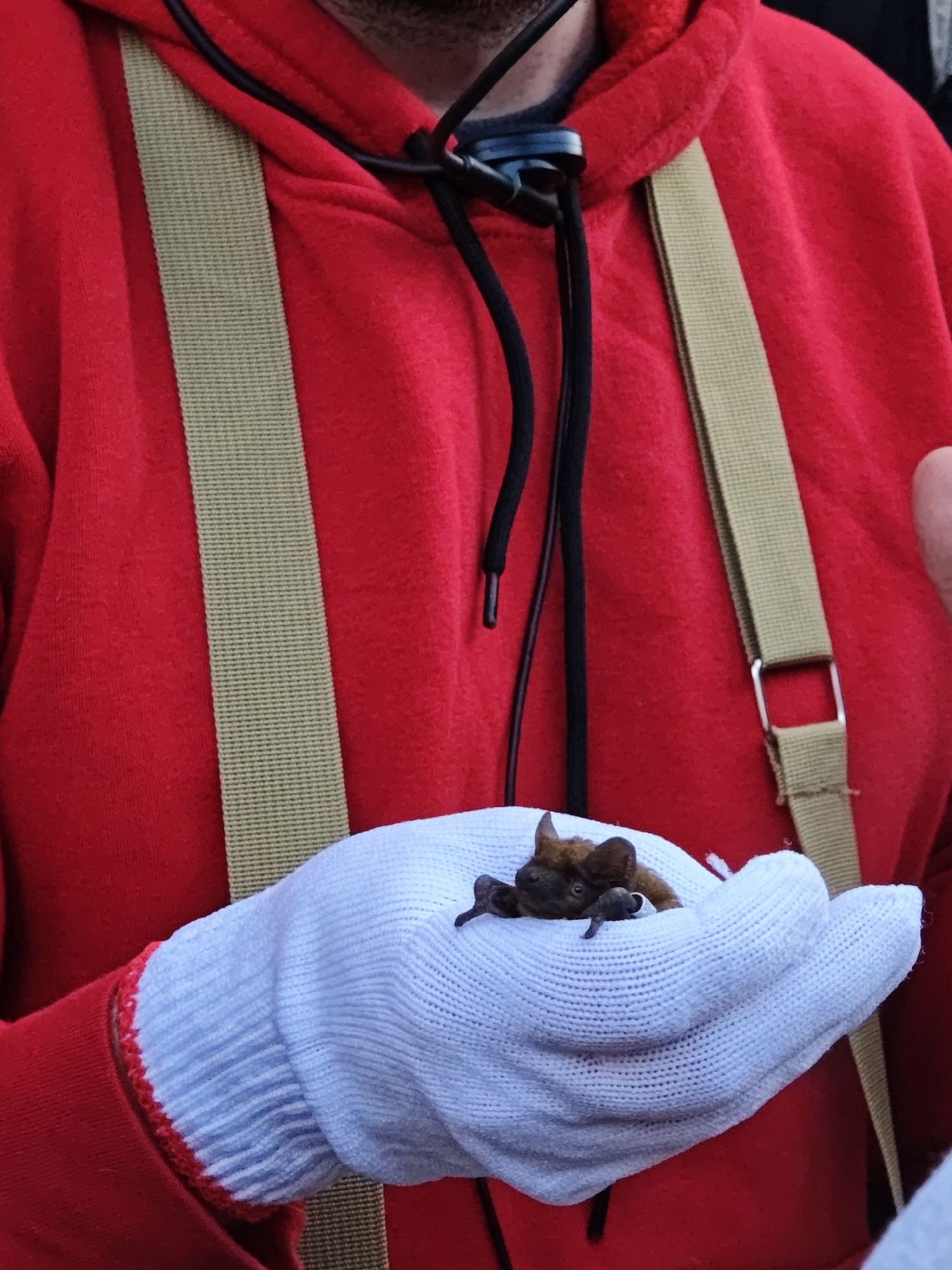 A person wearing a red hooded sweatshirt with beige suspenders is holding a bat in a white gloved hand. The bat is small and brown with dark wings. The setting appears to be outdoors. Based on the metadata this photo was taken in Vinnytsia, Ukraine, but this information is not visually discernible in the image.