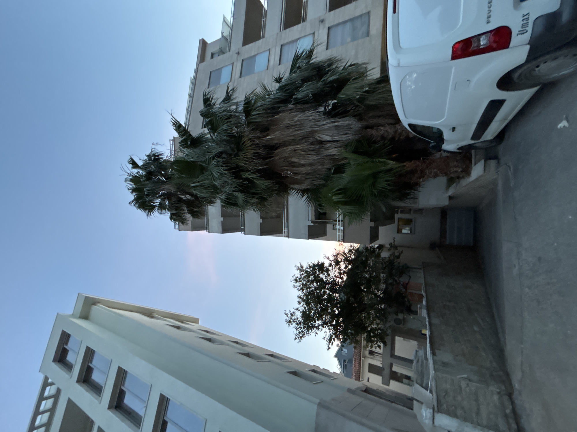 The image depicts an outdoor urban scene with a clear blue sky. On the left, a tall, modern, light-colored building with multiple windows dominates the frame, leaning into the shot. To its right, a large palm tree with thick, shaggy fronds stands prominently. Behind the palm tree, another multi-story building with balconies and rectangular windows is visible. In the foreground, on the right side, a white van is parked, its rear visible, with a license plate that appears to read "Umax" and "Peugeot". A low stone wall runs along the ground in front of the buildings and the van. A smaller tree with dark green leaves is situated between the two buildings, partially obscuring the view of some architectural elements behind it. The overall impression is a street view in a developed area, possibly a residential or commercial district. The lighting suggests it is either early morning or late evening. The location is identified as Budva, Montenegro.