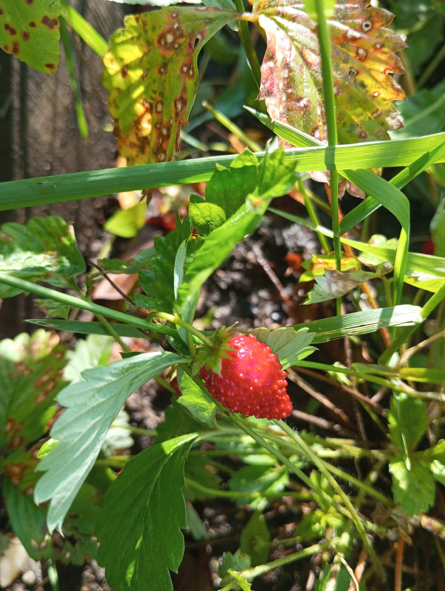 A single ripe strawberry is captured in a close-up shot, nestled amongst its green leaves and grass. The strawberry is bright red and glistening, with visible seeds on its surface. The surrounding foliage exhibits signs of wear and tear, with some leaves displaying brown spots and yellowing. The background is a blur of earthy tones, suggesting a garden or natural setting. The lighting indicates it is daytime, with sunlight filtering through the leaves, creating dappled shadows. The composition focuses on the strawberry, highlighting its vibrant color and texture against the muted backdrop. The image provides no information about its location in Unknown, Unknown, or any individuals present.