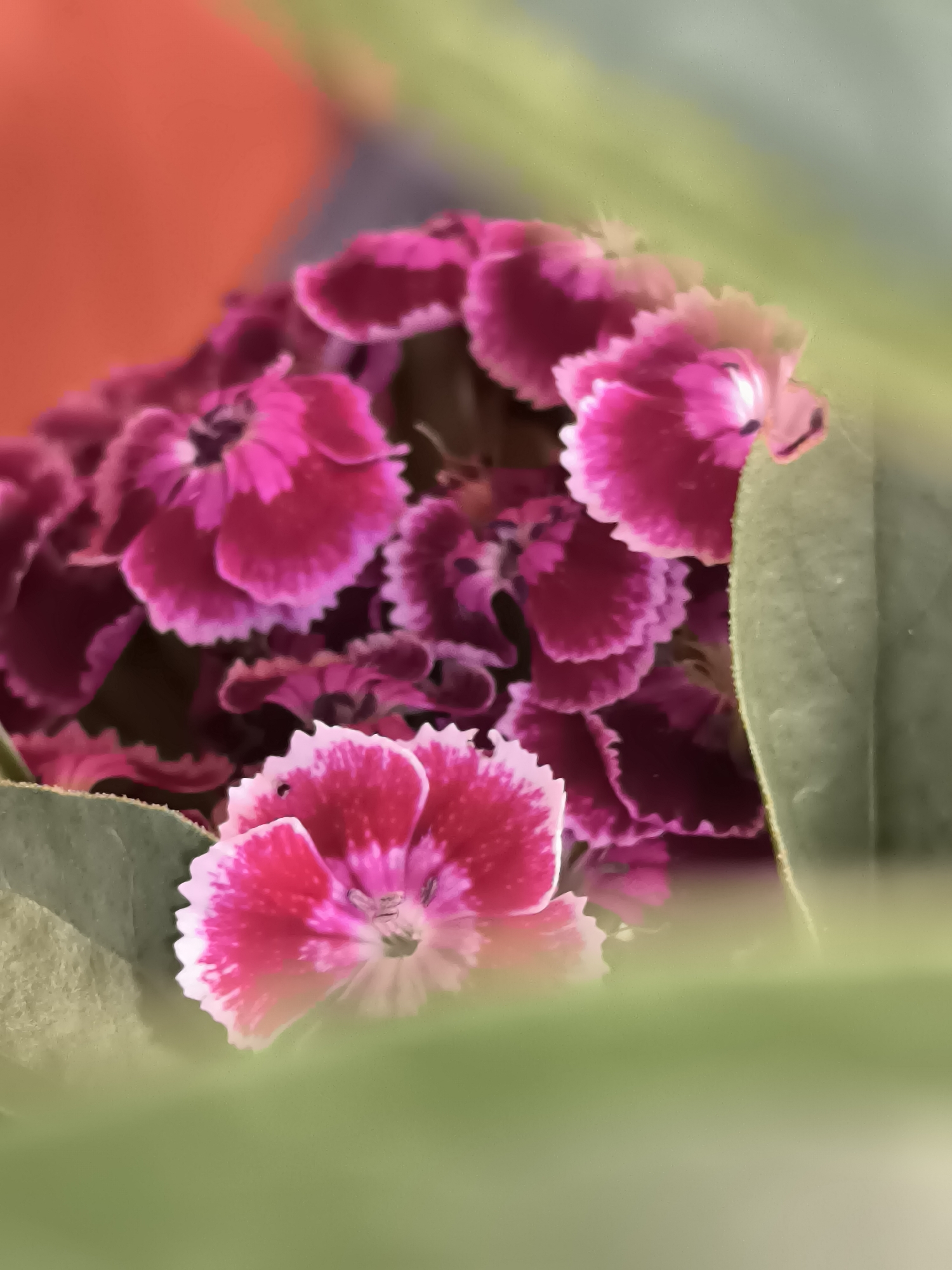 A close-up, shallow depth of field photograph captures a cluster of vibrant pink and white dianthus flowers, likely in a garden or floral arrangement. The flowers are densely packed, with some in sharp focus and others softly blurred, creating a dreamy effect. Green leaves partially obscure the blossoms, adding a natural, organic feel to the composition. The background features a soft orange hue, possibly a wall or fabric, which contrasts with the cool greens and vivid pinks of the flowers. There is no discernible location in Dercekliai, Lithuania in this image.