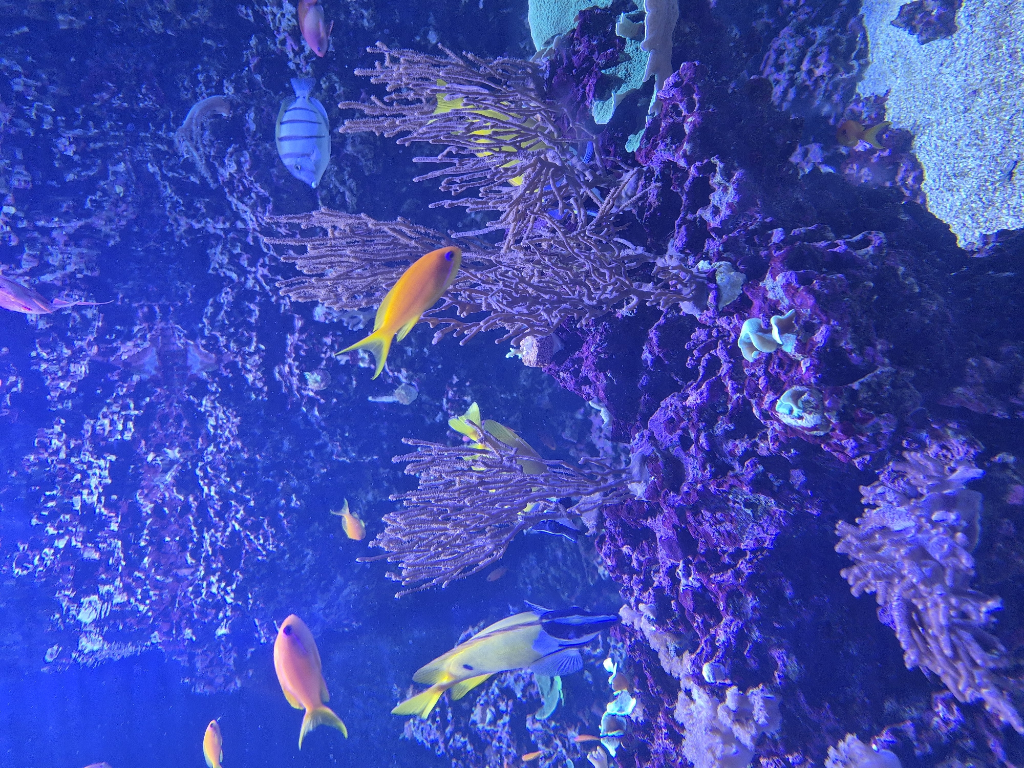 An underwater scene shows a colorful coral reef teeming with fish. In the foreground, a yellow and blue striped fish swims near purple coral. Behind it, a tall, thin coral formation stands out against the deep blue water. Several smaller orange and yellow fish dart through the reef. In the background, a striped blue and white fish swims near a large rock formation. The lighting is dim and blue, characteristic of an aquarium environment. The location is Unknown, Unknown.