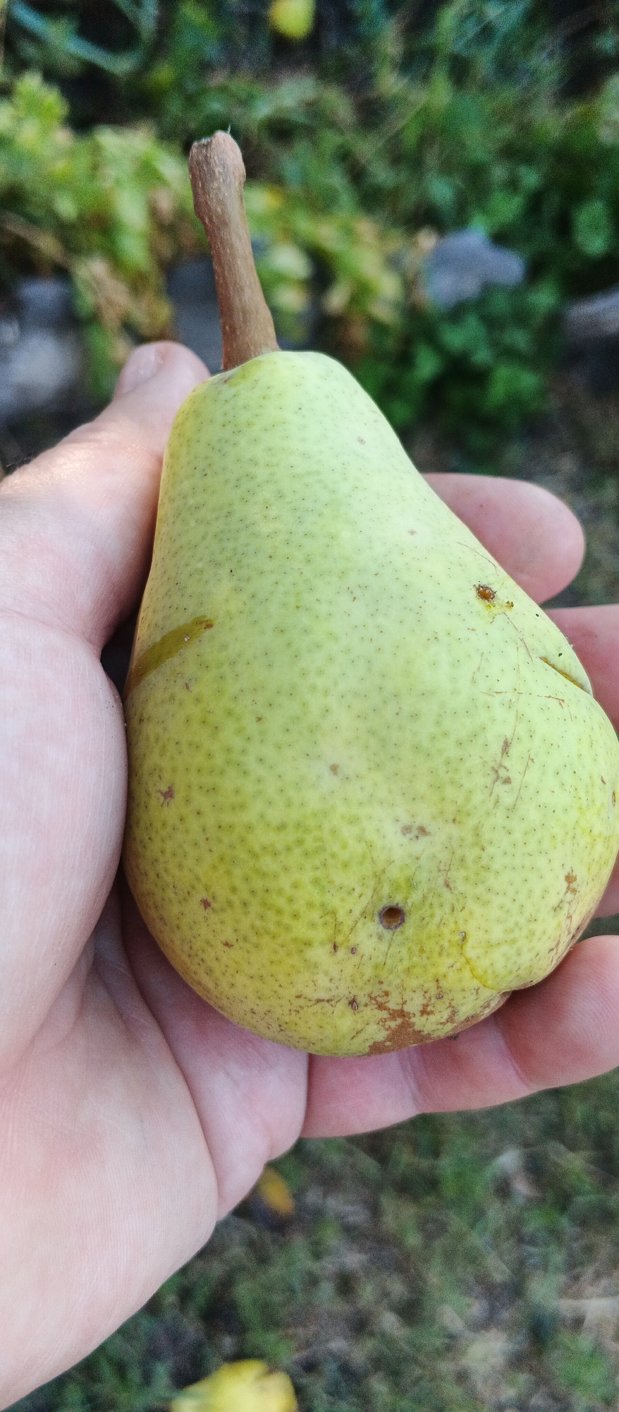 A close-up, eye-level shot shows a person holding a ripe, pale green pear with a brown stem. The pear is positioned in the center of the frame, filling most of the image. Its skin is slightly textured with small, dark speckles and a few brown blemishes. A faint vertical line is visible on the right side of the pear, possibly a small split. The person's hand, with visible skin texture and creases, cradles the fruit. The background is out of focus, displaying a blend of green foliage and darker, muted tones, suggesting an outdoor, natural setting. The lighting appears to be natural daylight. The image lacks any identifiable landmarks of the city of Smila, Ukraine, and therefore no specific location can be determined.