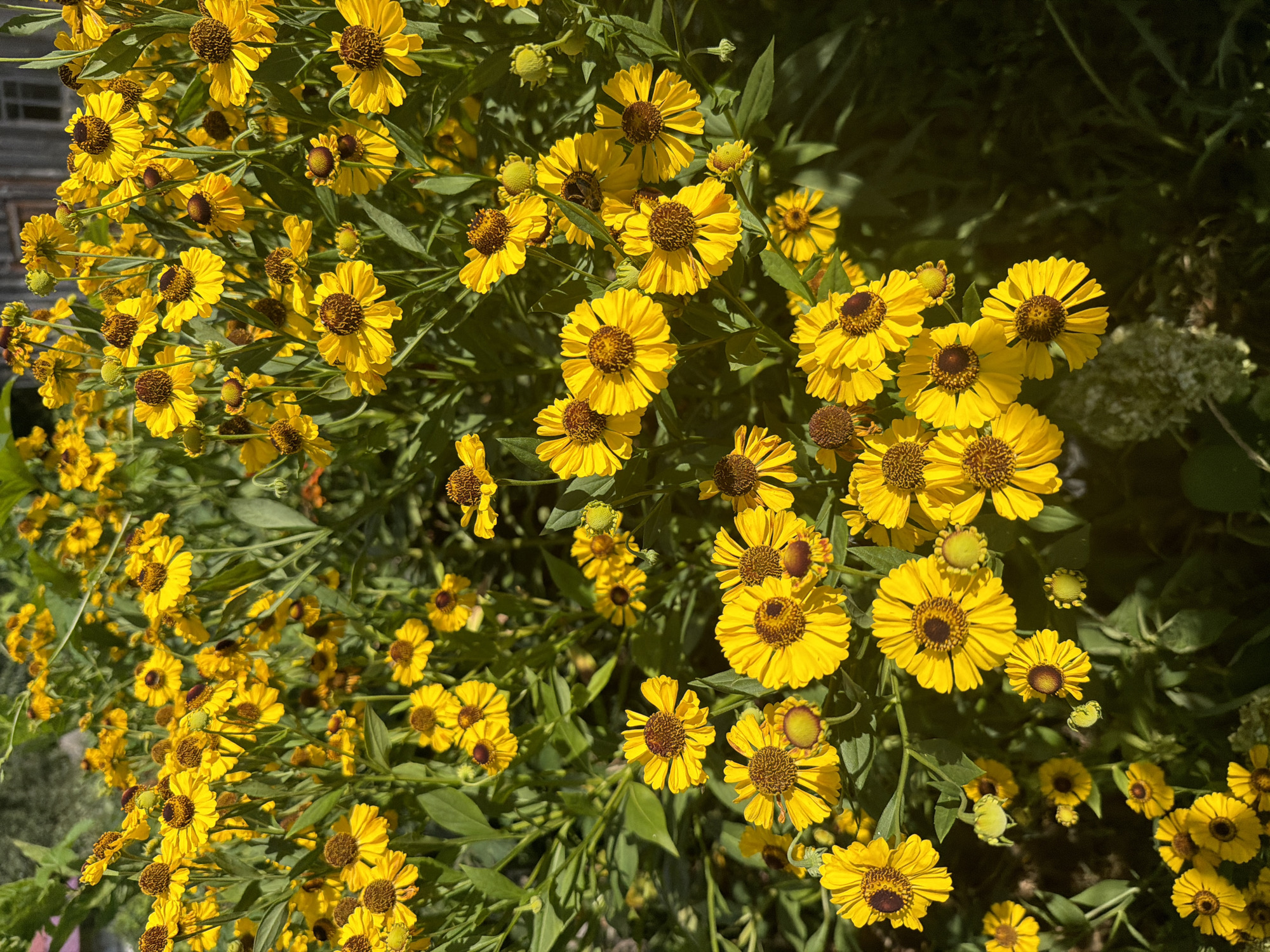 A close-up, high-angle shot captures a dense cluster of bright yellow flowers in Snovsk, Ukraine. The flowers, with their dark brown centers and numerous ray petals, are in full bloom, creating a vibrant tapestry against a backdrop of green foliage. Sunlight dapples the scene, highlighting the textured petals and casting shadows. The overall impression is one of lush, natural beauty.