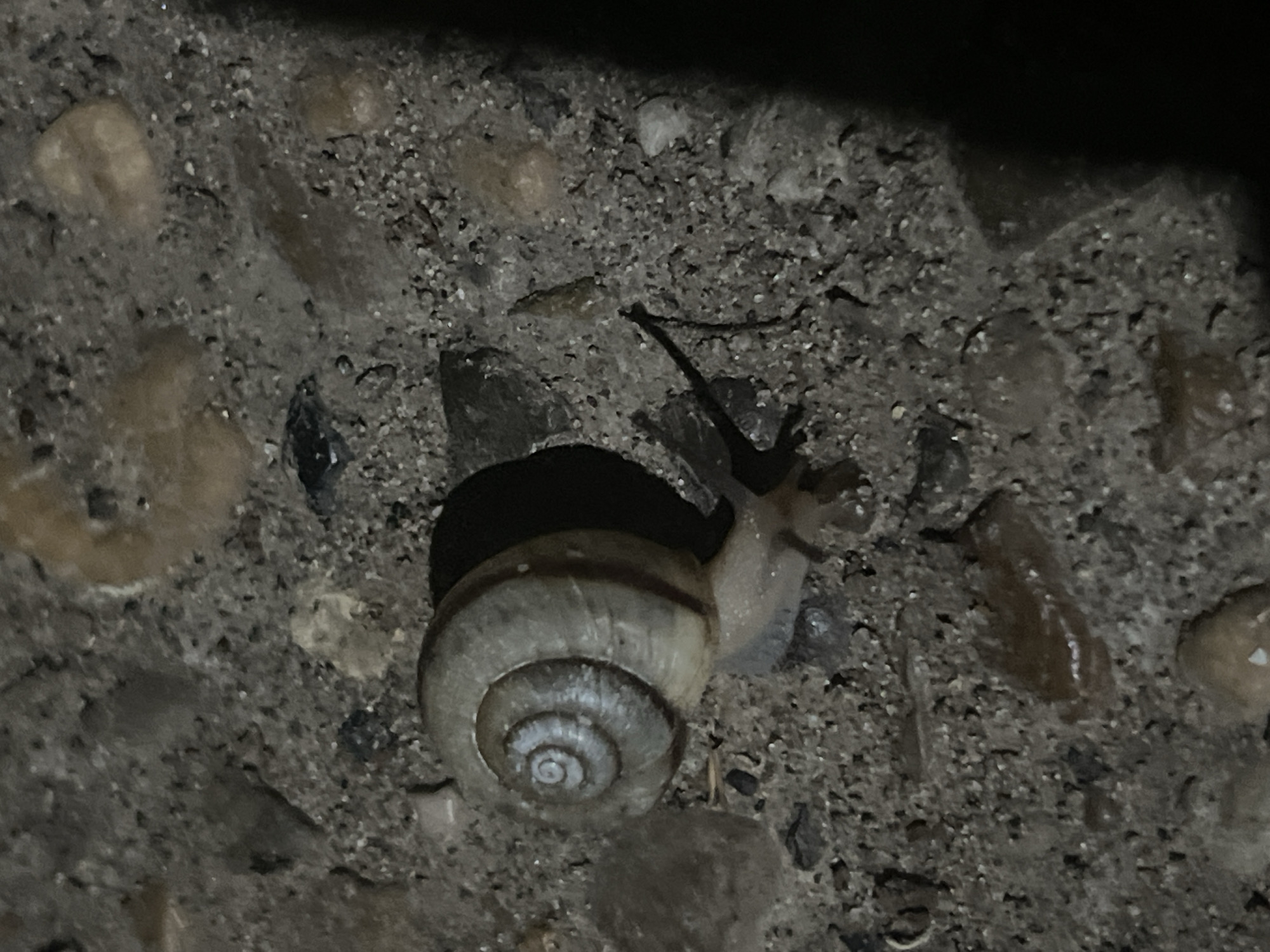 The image shows a snail on a rough, textured surface, likely pavement or concrete, interspersed with small pebbles and debris. The lighting is dim, suggesting it is night or a low-light environment. The snail has a light-colored, coiled shell with a visible spiral pattern. Its body extends from the shell with two antennae visible. The background is dark and out of focus. The image does not provide enough information to determine its location in Chaikovsky, Russia.
