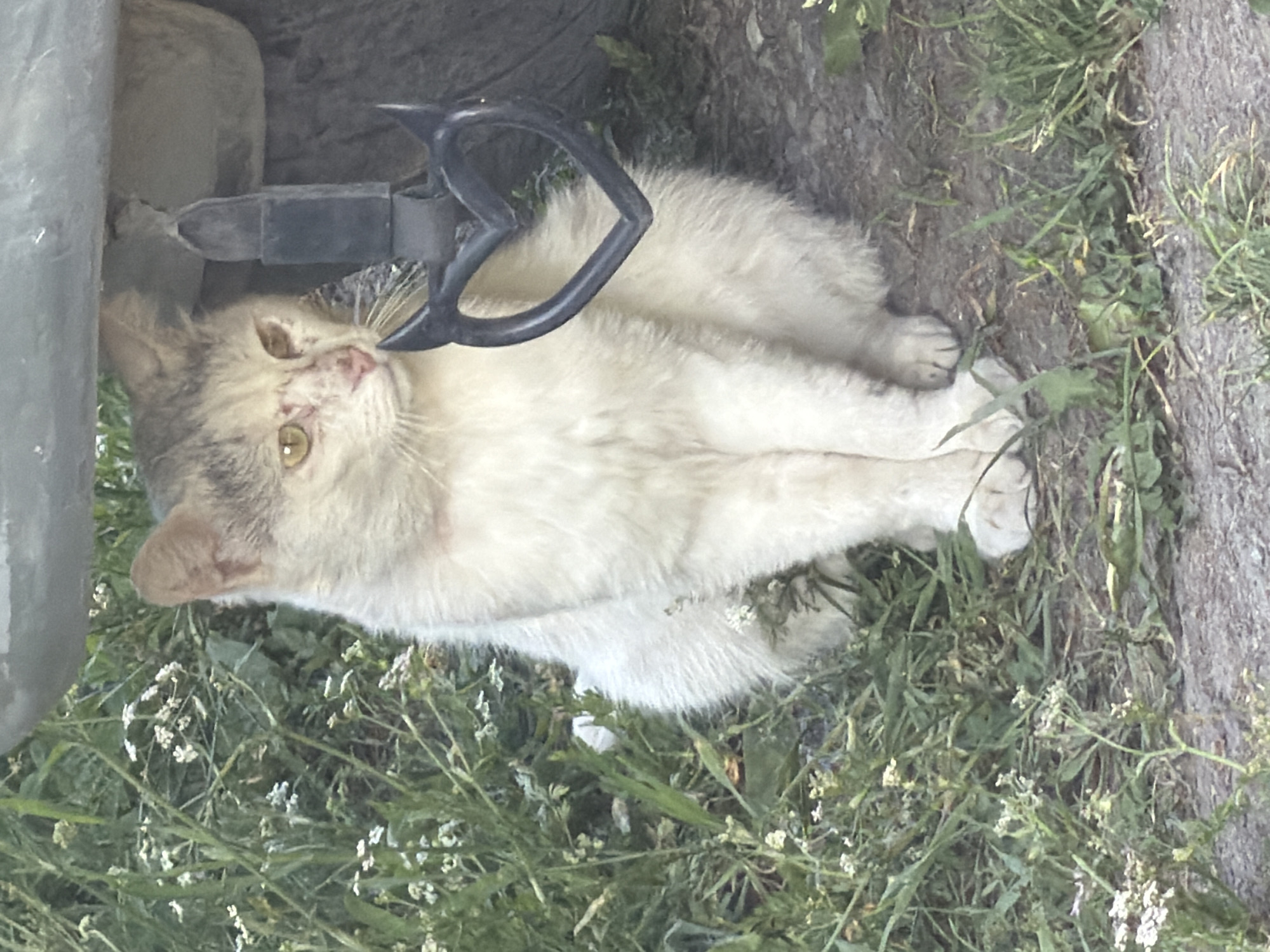 A light-colored cat with patches of gray fur sits on the ground amidst green vegetation and some small white flowers. The cat is positioned under a gray object, possibly part of a vehicle or structure, and a black metal object shaped like a heart with two spikes is visible in front of it. The cat's face shows some redness around its eyes and nose, and its yellow eyes are looking to the right. The ground beneath the cat is composed of dirt and small stones. The scene appears to be outdoors, possibly in a park or a yard, given the presence of grass and foliage. The location is identified as Tashtagol, Russia.