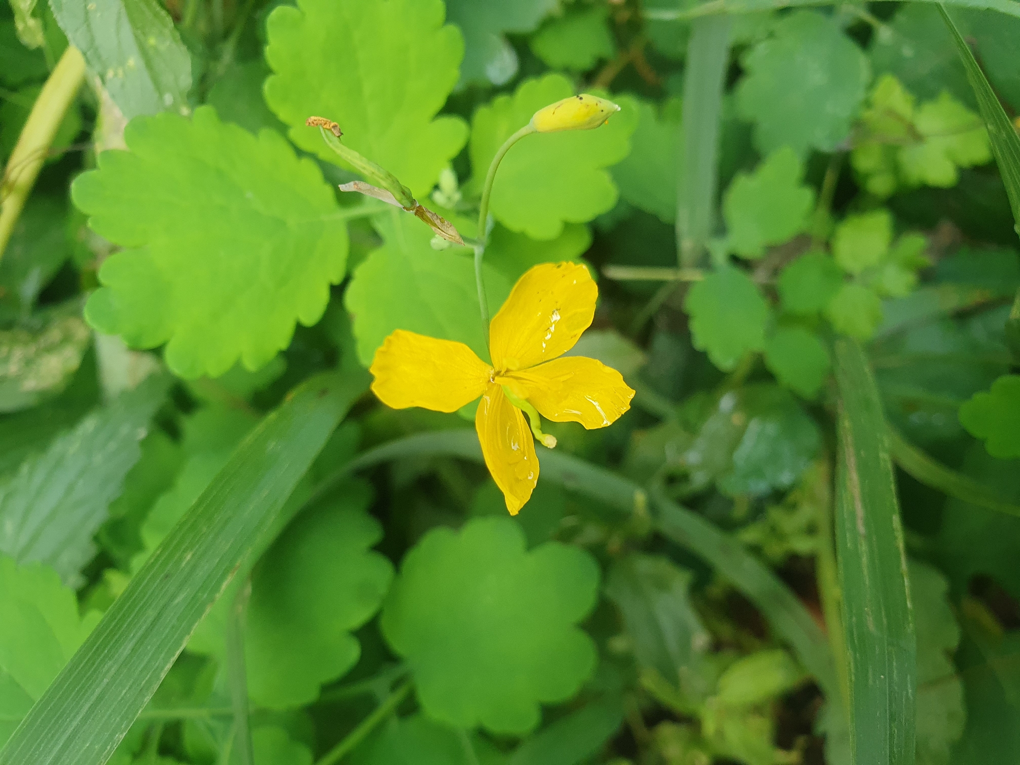 A bright yellow flower with four petals, two of which are partially visible, blooms amidst lush green foliage. The flower is in focus, with water droplets clinging to its petals, suggesting recent rain or dew. To the right of the flower, a closed bud of the same yellow hue is visible, along with a slender stem and a dried stem fragment. The background is filled with various green leaves, some broad and lobed, others long and grass-like, creating a soft, diffused backdrop. The scene appears to be an outdoor natural environment. The image does not provide specific information about its location in Samara, Russia.