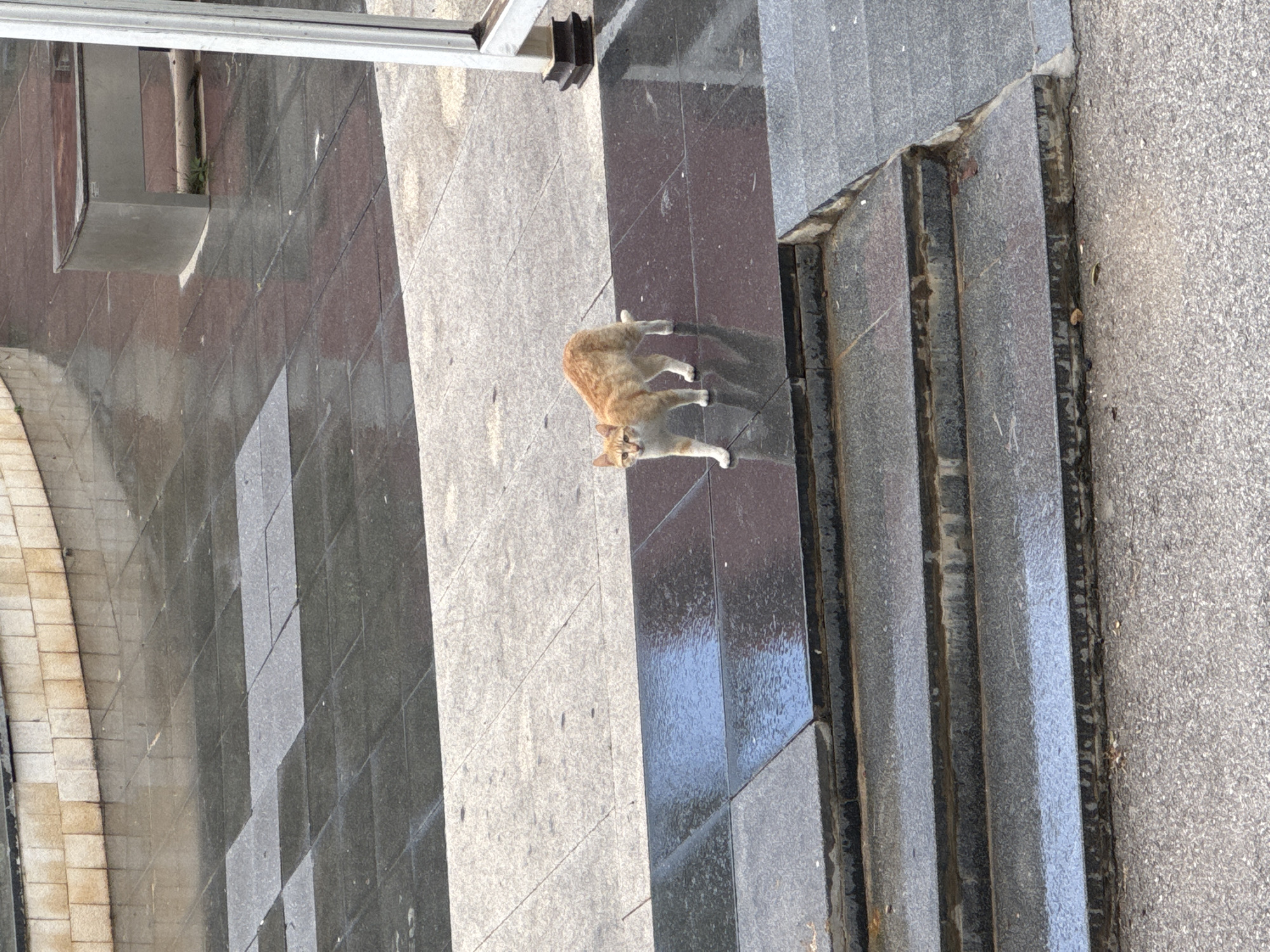 A medium-shot captures an orange tabby cat standing on a sidewalk next to a staircase. The cat is facing upwards and towards the viewer. The sidewalk is made of gray and black tiles, and the stairs are gray. The location appears to be outdoors, with a building or structure visible in the background. The cat's fur is a mix of orange and white. The area is in a city. The location is Unknown, Unknown.
