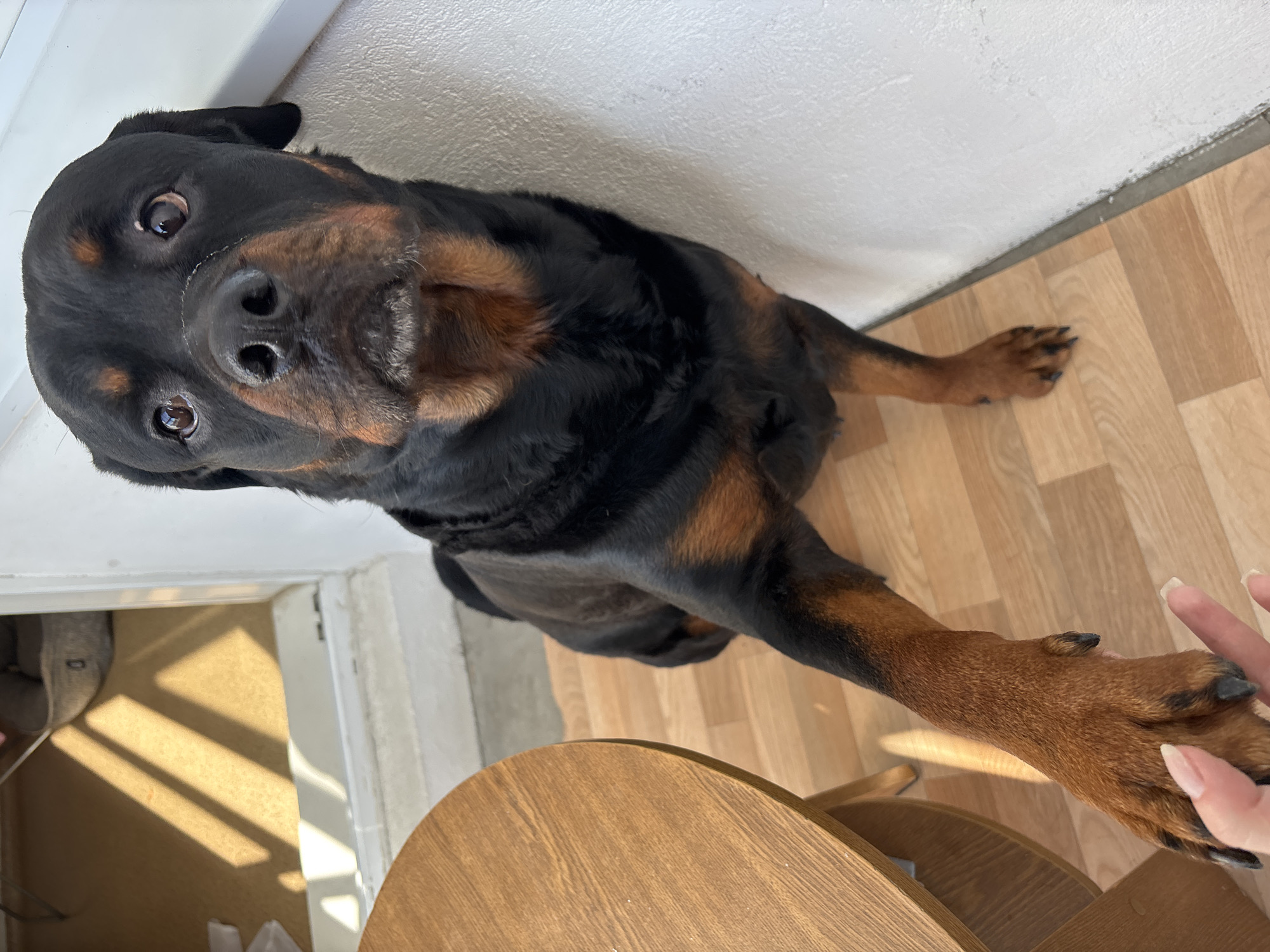 The scene depicts an indoor setting within the city of Perm, Russia. A large, black and tan Rottweiler dog occupies the central and right portions of the frame, seated or crouched on a light-colored laminate wood floor. Its head is turned towards the viewer, with direct eye contact, revealing dark brown eyes and a black muzzle with some graying around the chin. A faint, light-colored mark is present on the bridge of its nose. The dog's right front paw is extended forward and slightly upward, making contact with a human hand. The human hand, characterized by light skin tone and manicured nails with a light polish, reaches from the lower left towards the dog's paw. To the left, a portion of a round wooden table with visible grain is present. The background features a textured white wall to the right and, further back, a doorway or opening leading to another room with a beige floor. Strong angular shadows from an unseen light source are cast across the floor and a white threshold in the background, where a gray pet bed is partially visible.