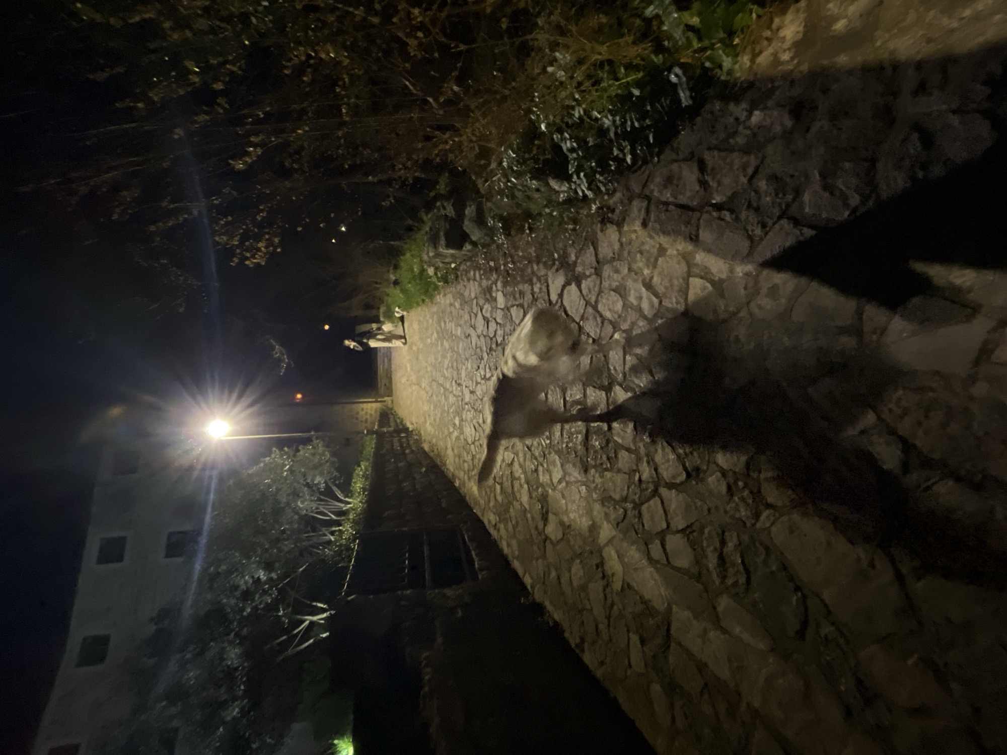 The image depicts a nighttime scene on a narrow, irregularly paved stone footpath in Budva, Montenegro. The path curves slightly to the left, illuminated primarily by a single, bright streetlamp positioned on the left side of the path, approximately mid-distance.
In the foreground, a large, light-colored dog (appearing off-white or light grey) moves forward on the path, its body oriented away from the camera. Its fur exhibits slight motion blur. Long, dark shadows of the dog and an unseen individual (presumably the photographer) are cast on the cobblestone surface to the right due to the streetlamp's light.
Further down the path, near the streetlamp, a single individual is visible, wearing light-colored trousers and a dark top. This person is accompanied by at least one other smaller, light-colored dog, which is partially obscured behind them. All subjects are moving in the same direction, away from the camera's perspective.
To the left of the path, a low stone wall constructed from dark, rough-hewn stones runs parallel to the path. Beyond this wall, a large, light-colored building with dark, rectangular window openings stands against the dark night sky, partially shrouded by a cluster of deciduous trees with bare branches and some foliage. The area immediately behind the stone wall contains dense green vegetation.
To the right of the path, an unmanicured embankment slopes upward, densely covered with various types of vegetation, including dark bushes, small trees, and green ground cover. The sky is dark, indicating night, with no visible stars or moon. The ambient light source is primarily the depicted streetlamp. The path's surface consists of flat, grey-toned, irregularly shaped stones fitted together. The location appears to be a pedestrian pathway within a natural or historic residential area of Budva.