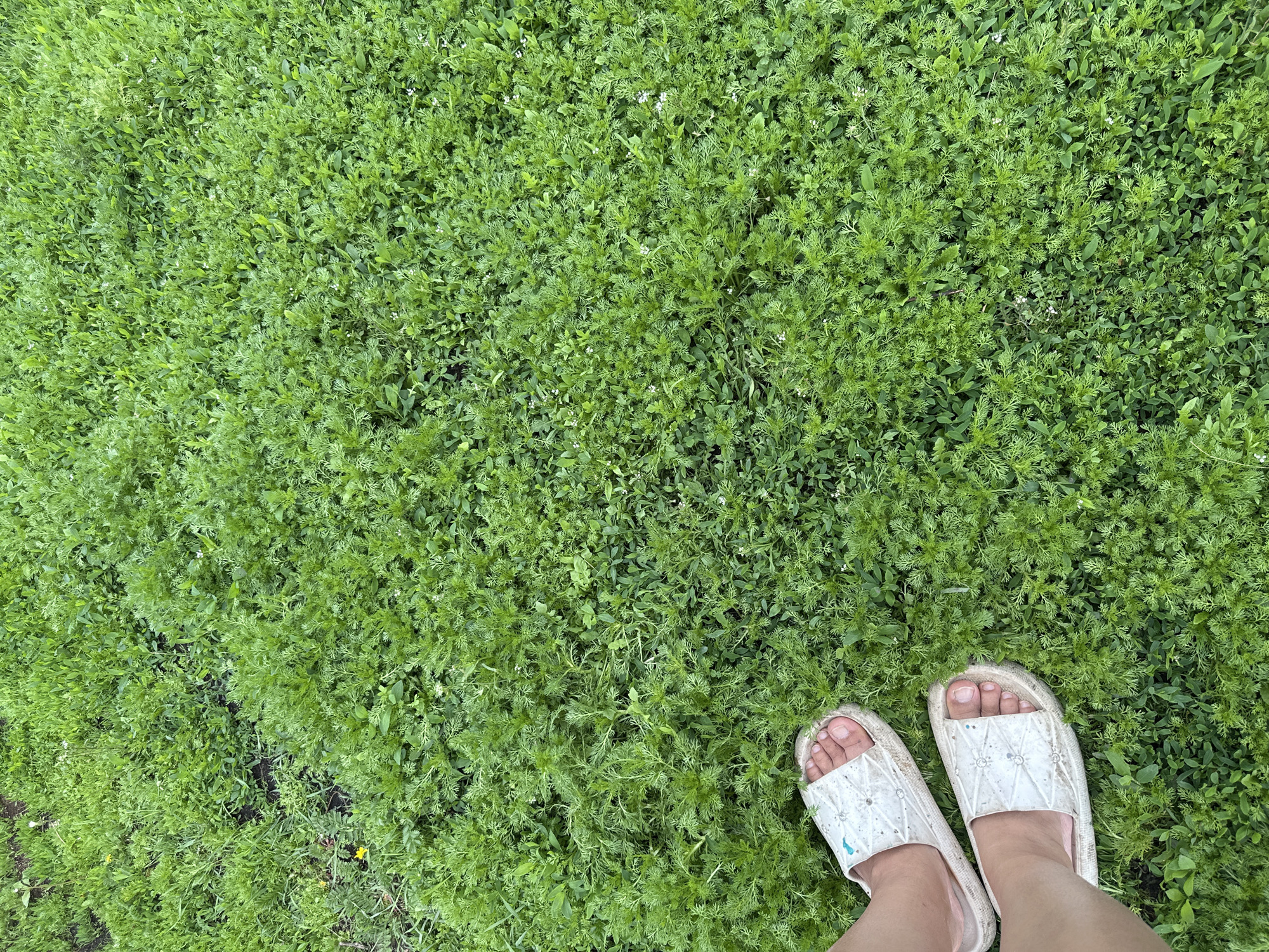 A top-down photographic view captures a pair of human feet, wearing light-colored, patterned slip-on sandals, positioned on a dense patch of mixed green vegetation in the city of Unknown, Unknown. The ground is covered with diverse plant types, predominantly vibrant green, featuring areas of fine, fern-like foliage interspersed with broader-leafed plants. Small white flowers are sparsely scattered throughout the vegetation, with a few small yellow blossoms visible in the upper-left quadrant. Occasional patches of dark soil are visible where the plant cover is less dense. The sandals appear off-white or light beige, displaying a textured upper surface with a diamond or quilted pattern and small, circular, possibly decorative elements. A light blue mark is visible on the strap of the left sandal. The bare feet show natural-colored toenails. The scene is illuminated by natural, diffused light.