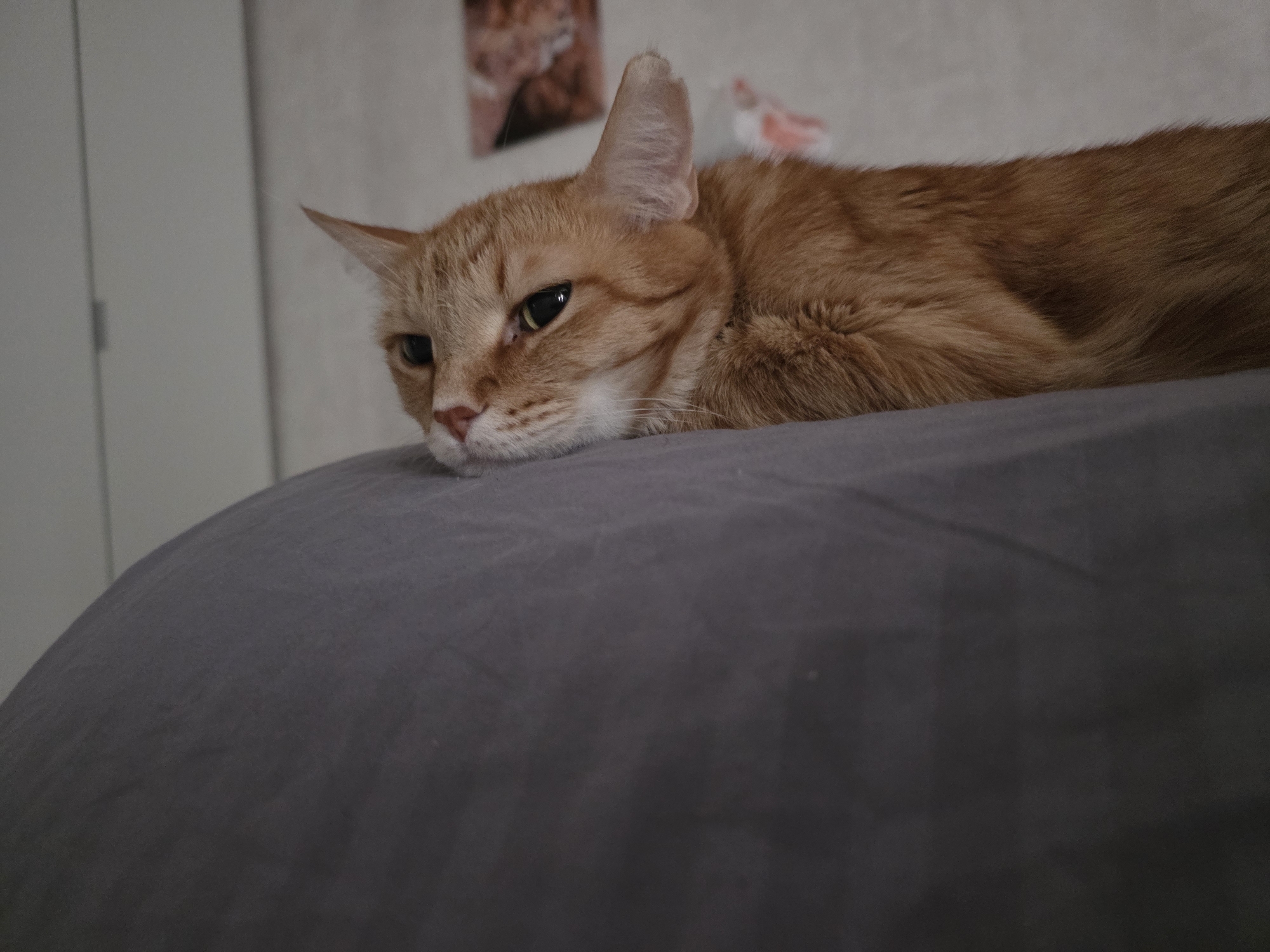 A ginger tabby cat is lying down on a grey pillow. The cat's head is resting on the pillow, and it is looking slightly to the left. The cat's fur is short and dense, and it has a white patch on its chest. The background is blurry, but it appears to be a room with a white door and pictures on the wall. The exact location in the city of Chaikovsky, Russia is not discernible from the image.