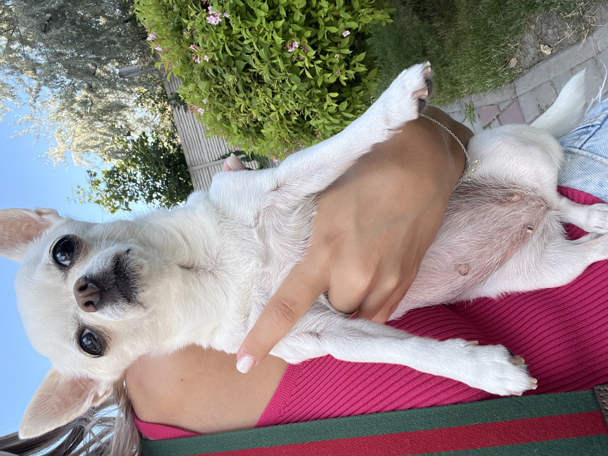 A close-up, outdoor, eye-level shot features a woman holding a small white chihuahua dog. The woman, wearing a pink ribbed top with green and red stripes, holds the dog in her arms. The dog's face is turned towards the camera, with large, dark eyes and erect ears. Its white fur is visible, and its belly shows several nipples. The background includes a grey fence, green bushes with small pink flowers, and trees under a clear blue sky. A paved path and green grass are also visible in the background, suggesting a backyard setting in Kryzhanivka, Ukraine.