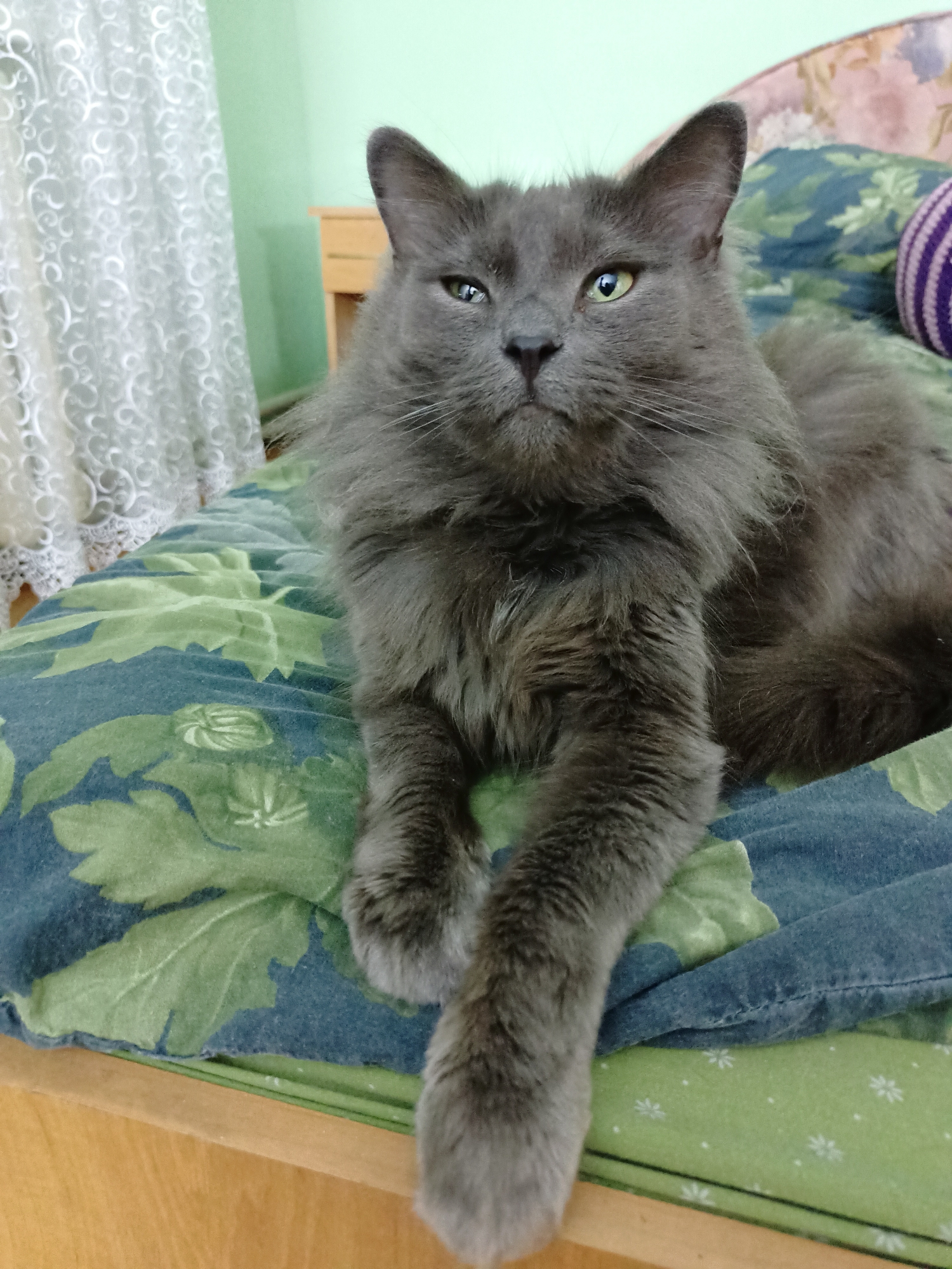 A fluffy, long-haired gray cat with green eyes is lying on a bed covered with a floral-patterned duvet in a room. The cat is looking directly at the camera. To the left, a sheer white lace curtain is visible. The walls are painted a light green. A wooden bedside table is partially visible in the background. The scene appears to be indoors, likely in a residential setting. There is no indication of the specific location within the city of Almaty, Kazakhstan.
