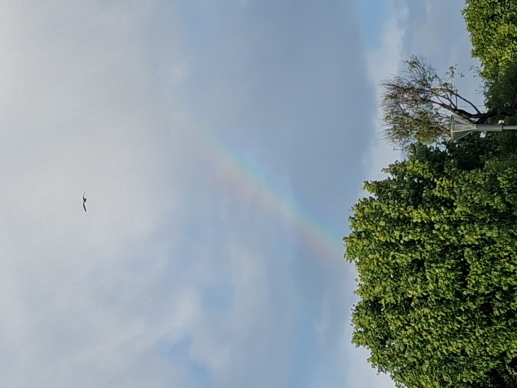 The image captures a rainbow stretching across a cloudy sky, a tree partially obstructing the right side of the view, and a single bird flying in the distance on the left side. The picture appears to be taken outdoors in daylight. This may have been taken in Figueira da Foz, Portugal.