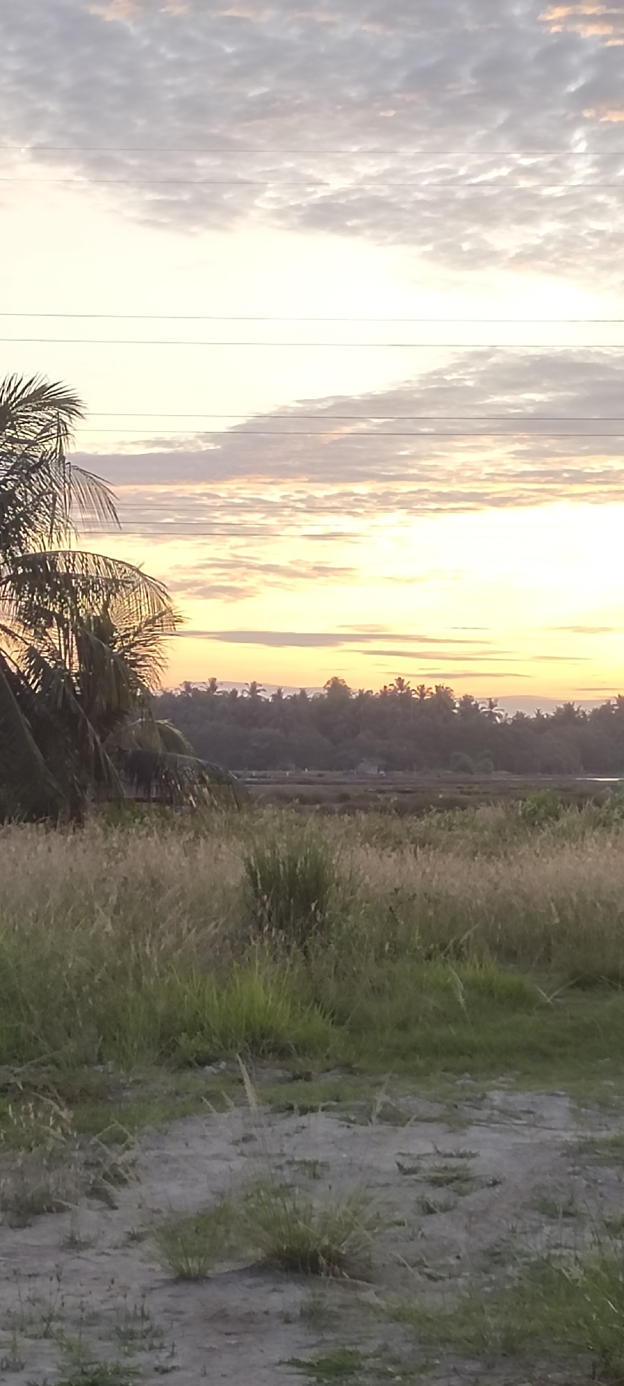 The image depicts a landscape at dawn or dusk. The sky is filled with light clouds, tinged with yellow and orange hues, indicating either sunrise or sunset. Several power lines are visible against the sky.
In the midground, a dense line of trees, possibly coconut palms and other tropical vegetation, is silhouetted against the horizon. A small structure or building is visible among the trees.
The foreground consists of a grassy field, interspersed with areas of bare earth. The grass is a mix of green and golden brown, suggesting a dry or transitional season.
The scene appears to be located in a rural or semi-rural area, possibly near the coast. Considering the request for location and the presence of coconut palms, it is consistent with a landscape in Lhokseumawe, Indonesia, or a similar coastal region. There are no people visible in the image. The scene is still and serene, dominated by natural elements.