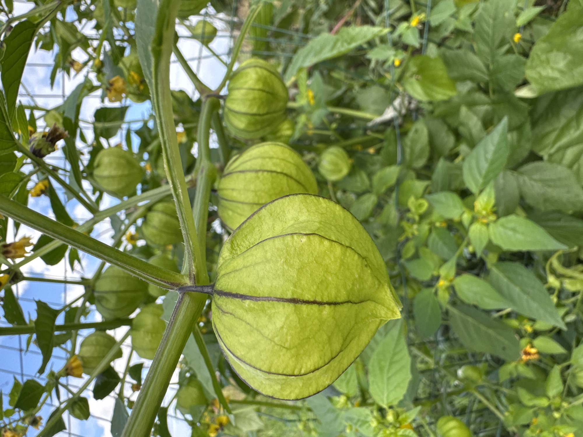 The image shows a close-up of a tomatillo plant with several unripe fruits visible. The fruits are green and enclosed in papery husks. The plant is growing on a trellis, and the background shows a blue sky with some clouds and green foliage. There are small yellow flowers on the plant as well. There are no people or animals in the image. The location is not specified in the image.
