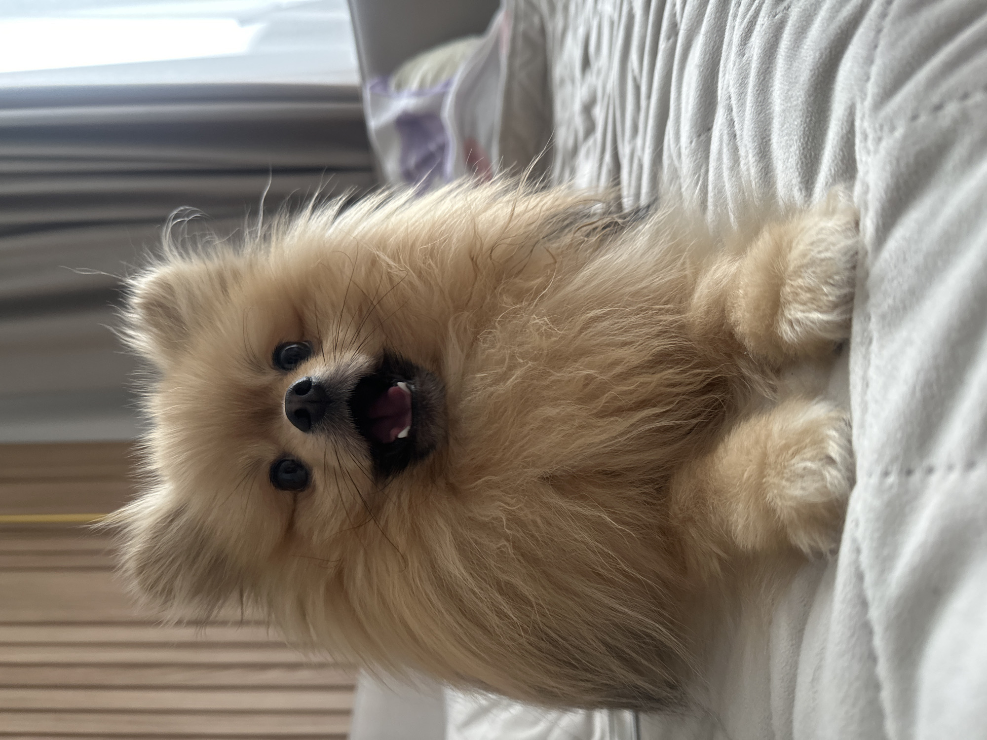 A tan Pomeranian dog lies on a quilted, light-colored blanket, its mouth open in what appears to be a yawn or pant. The dog is positioned such that its head is closer to the left side of the frame. The background is slightly blurred, suggesting an interior setting, possibly near a window. There is no indication of the location being Votkinsk, Russia, or any discernible landmarks or clues that would associate the scene with that specific city. The description is based solely on the visual information present in the image.