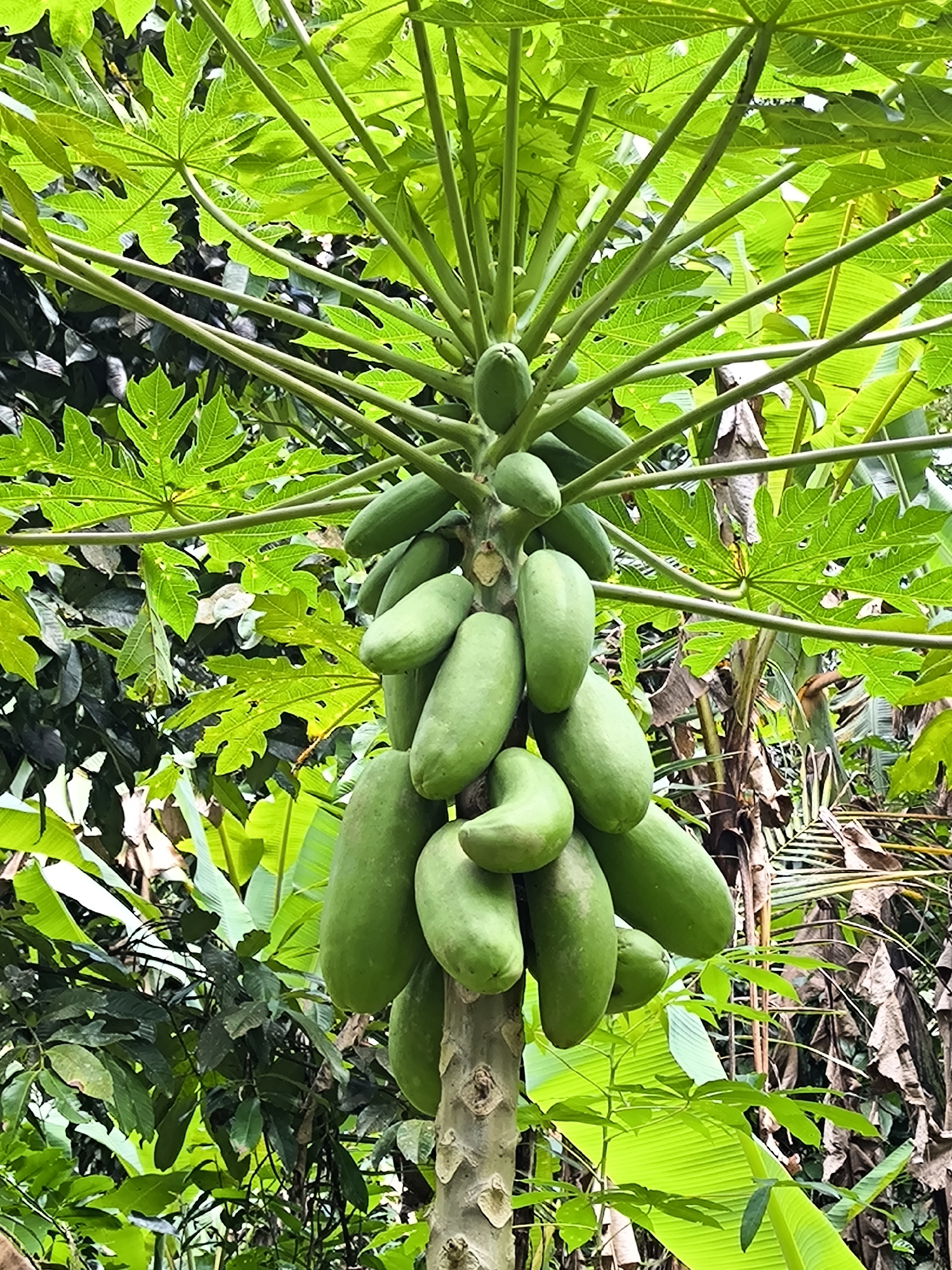 This image depicts a papaya tree laden with unripe green papayas, likely located in Mekarsari, Indonesia given the prompt. The tree has a thick, textured trunk and a cluster of papayas growing densely around the top portion. The papayas vary in size, from small immature fruits near the top to larger, more developed ones lower down. The tree is topped with a canopy of large, palmate leaves with distinct lobes. Other foliage, including banana leaves and various green plants, surrounds the papaya tree, creating a lush, tropical environment. No people are visible in the shot.