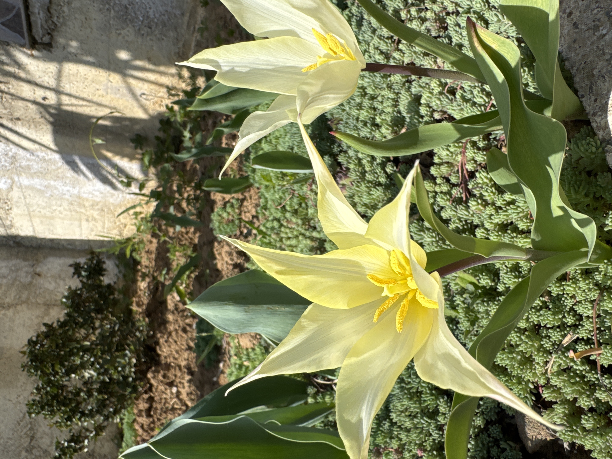 The image displays a close-up of two vibrant yellow tulip flowers in an outdoor setting. The tulips feature delicate, somewhat elongated petals that are a pale yellow, almost creamy white, towards the edges and a brighter yellow at their core, highlighting the prominent yellow stamens. Broad, green leaves are visible around the flowers, some appearing waxy or succulent.
The flowers are growing from a bed of dense, light green ground cover, possibly a type of sedum, which covers the majority of the visible soil. To the left, there is an area of loose, brown soil and a small, dark green bushy plant. In the background, a light-colored, textured concrete or stone wall is prominent.
The scene is brightly illuminated by direct sunlight, casting distinct, crisp shadows of unseen objects or branches onto the wall, suggesting a clear day, likely midday or afternoon. There is no discernible activity taking place, and no text is visible in the image. The setting appears to be a garden or planted area alongside a building or structure.