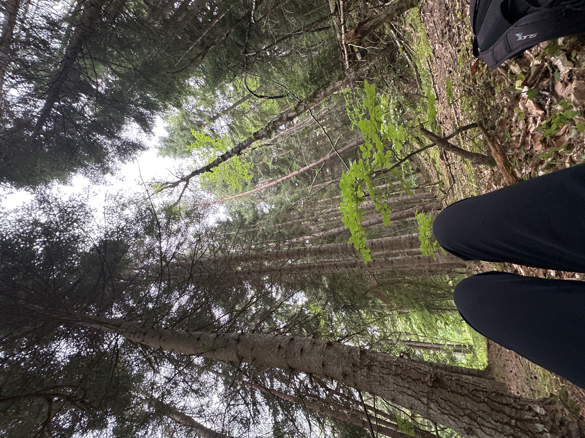 The image shows a first-person perspective of someone sitting in a forest, looking up at tall trees. The setting is a dense forest with predominantly evergreen trees, characterized by their thick trunks and dark green foliage. The ground is covered with fallen leaves and pine needles, indicating a natural, undeveloped area. The sky is overcast, suggesting a cloudy day. In the foreground, the subject's legs are visible, clad in dark-colored pants. A black backpack rests on the ground to the right of the frame. The overall impression is of a person taking a break during a hike or outdoor activity in a remote forest environment. The location is identified as the city of Arkhyz, Russia, which is known for its mountainous terrain and extensive forests.