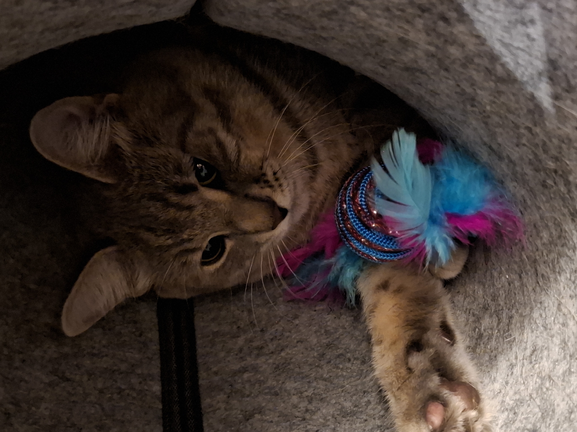 A tabby cat lies in a grey, fabric tunnel, looking towards the right of the frame. The cat is holding a colorful toy with blue and pink feathers in its front paws. The tunnel appears to be a cat bed or a similar cozy enclosure, and the overall environment suggests an indoor setting.