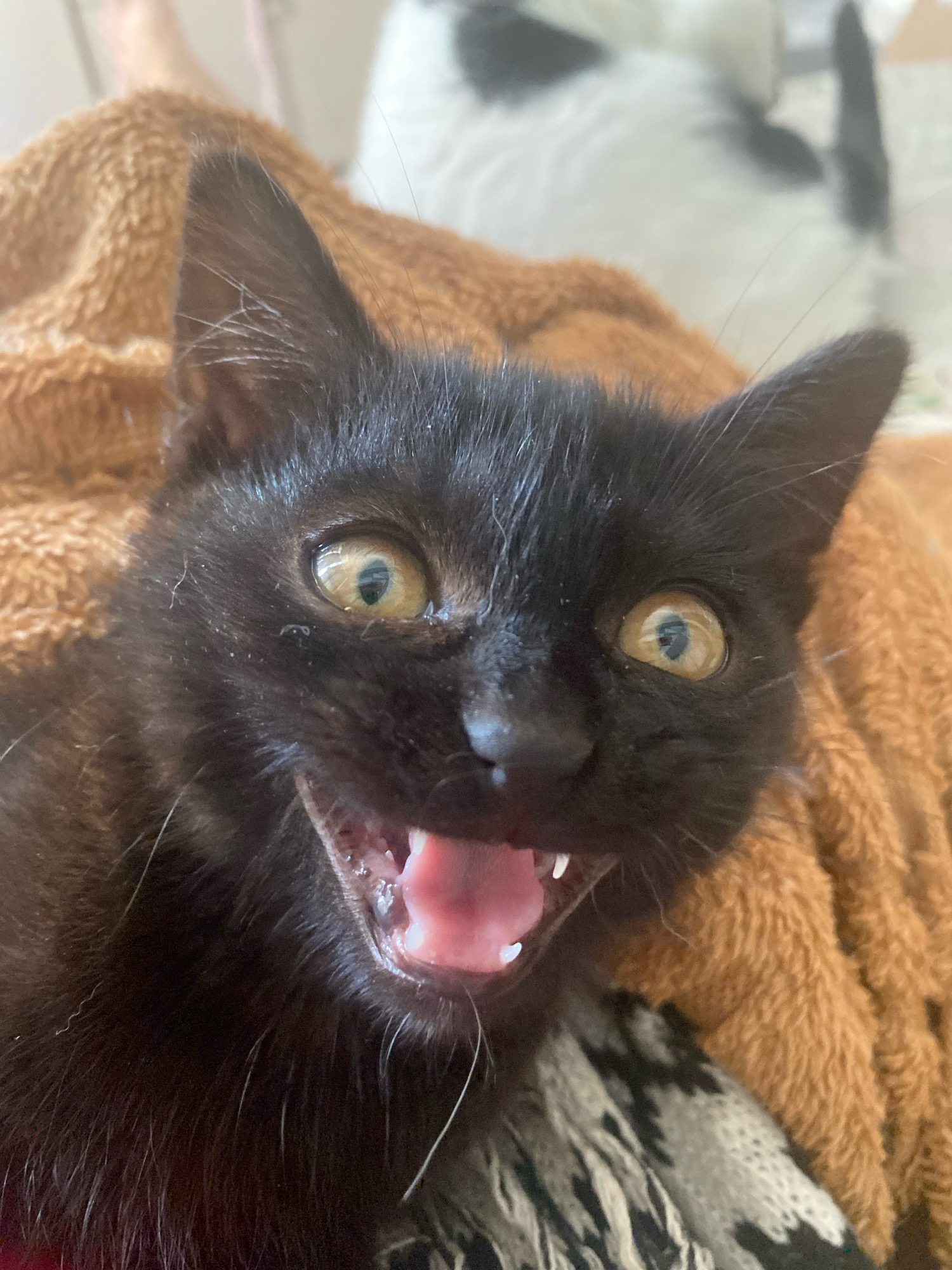 A close-up, head-on shot captures a young black cat with its mouth wide open in a seemingly startled or playful expression, revealing its pink tongue and small white teeth. The cat's large, golden eyes are wide and looking directly at the camera. Its whiskers are prominent. The cat is resting on a textured, orange-brown blanket. In the background, out of focus, a portion of another cat with black and white markings is visible. The scene appears to be indoors, possibly in a domestic setting. There is no discernible indication of the city of Machulishchy, Belarus, or any specific urban environment.