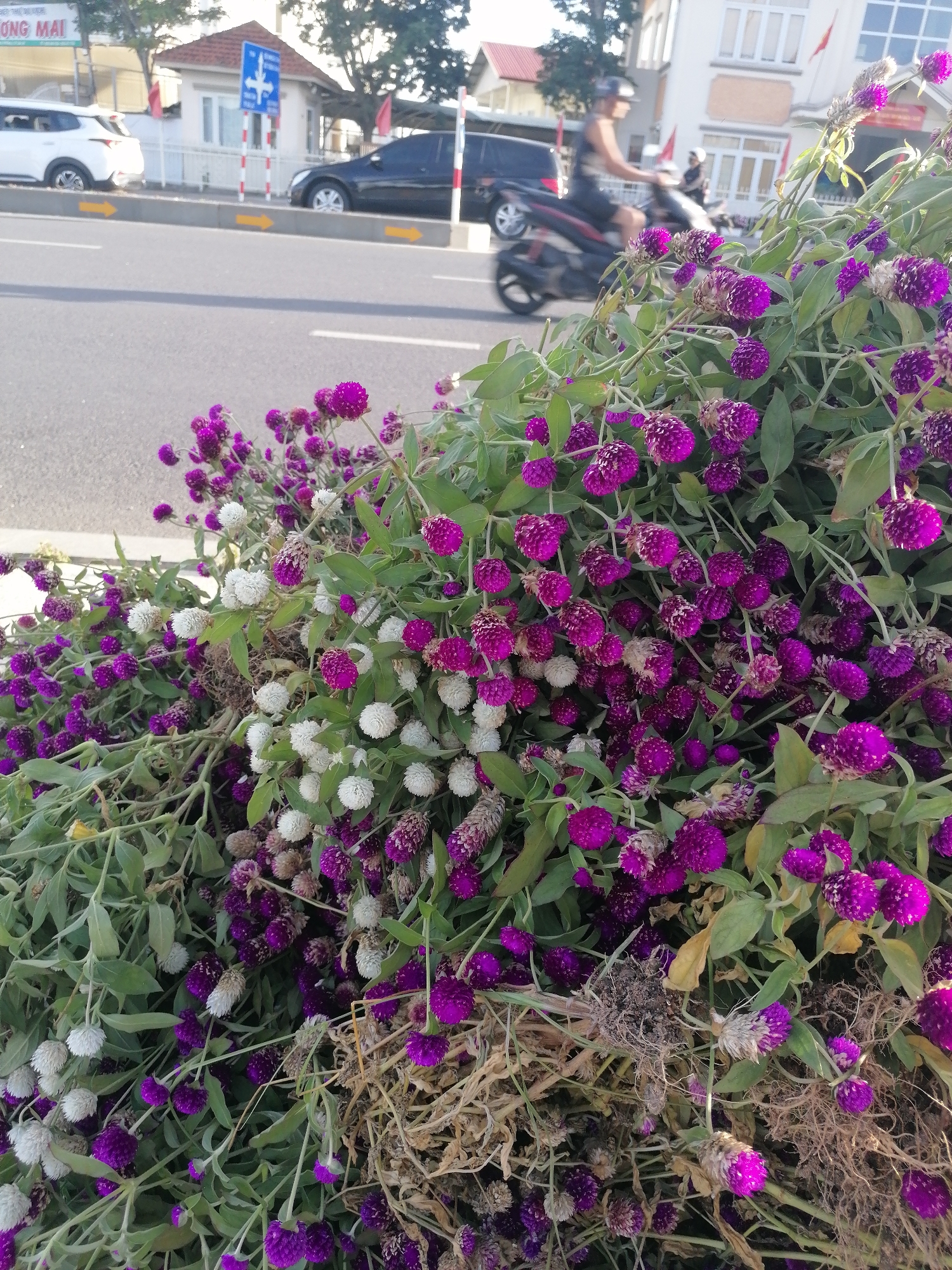 This is a close-up, eye-level shot of a large bunch of Globe Amaranth flowers, featuring vibrant purple and white blooms, piled on the ground. The flowers are densely packed, with green foliage and some dried stems interwoven throughout. In the background, out of focus, a city street scene is visible. A white SUV is parked on the left, and a dark-colored car is driving on the road. Further back, a person is riding a motorcycle, and several buildings are present. The overall impression is a natural element contrasting with an urban environment.