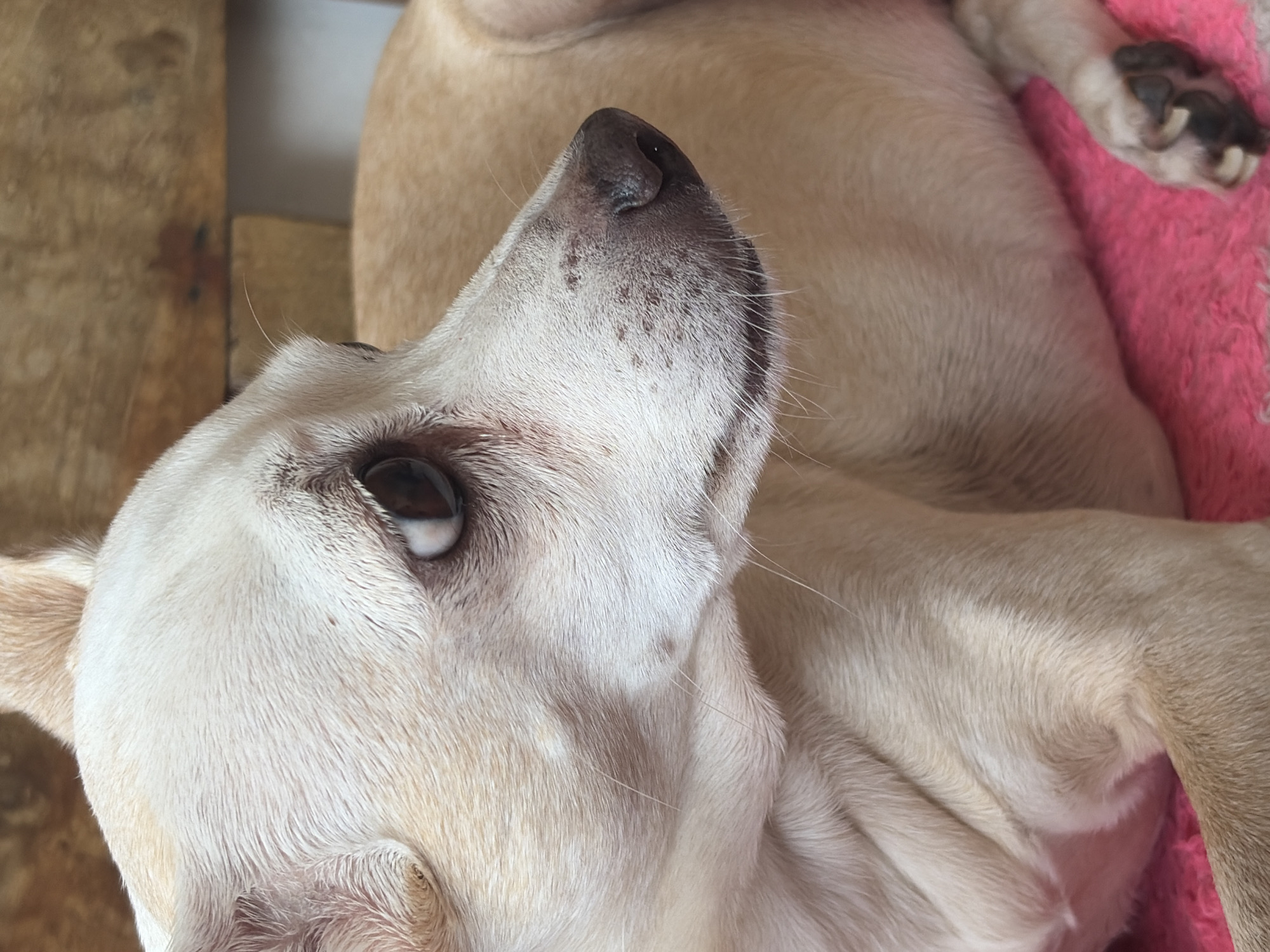 A close-up, high-angle shot depicts a light-colored dog resting. The dog's head is turned upwards, showcasing one eye with a dark iris. The dog has a dark nose with some pigmentation, along with white whiskers. The body appears to be laying on a pink surface. Portions of a light wooden structure can be seen to the left of the dog. The location in Ciudad Guayana, Venezuela is not discernible from the image.