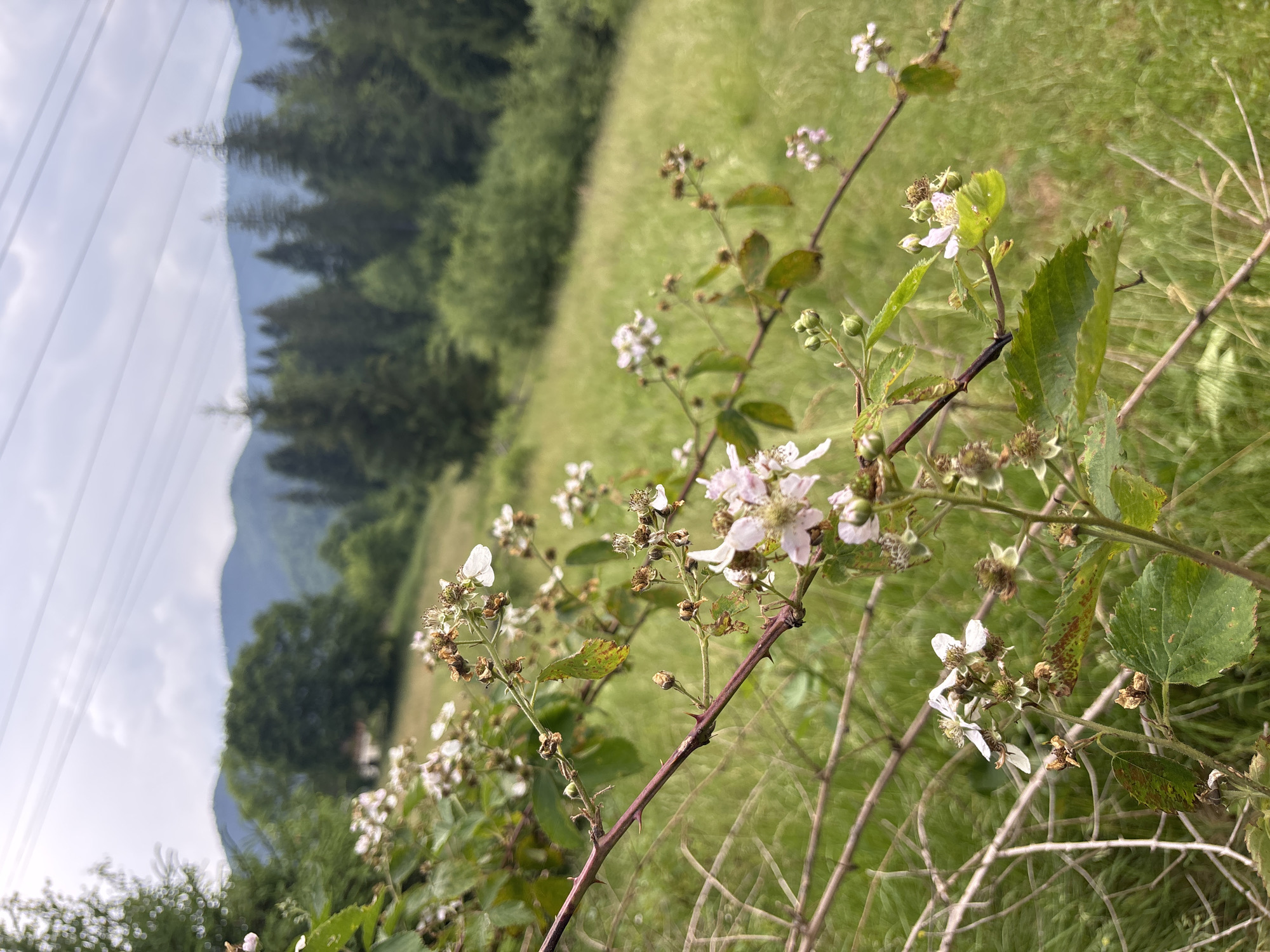 This media file depicts a close-up view of blackberry brambles with small white and pink flowers and developing fruit. The foreground is dominated by the thorny branches and delicate blossoms, some of which appear dried or past their prime, suggesting a late spring or early summer season. The background is a blur of green, indicating a meadow or grassy field, and further back, a line of dark green coniferous trees rises against a pale, cloudy sky. In the far distance, the hazy outlines of mountains are visible. To the left of the frame, a series of power lines stretch across the sky, providing a subtle human-made element to the natural landscape. The overall impression is one of rural tranquility and the wild beauty of nature. The image is oriented vertically, with the sky and mountains appearing on the left side. There is no visible text in the media file. The setting appears to be outdoors, likely in a mountainous region, given the presence of trees and hills. The light suggests it could be daytime, possibly overcast or nearing dusk, due to the soft illumination and diffused light.