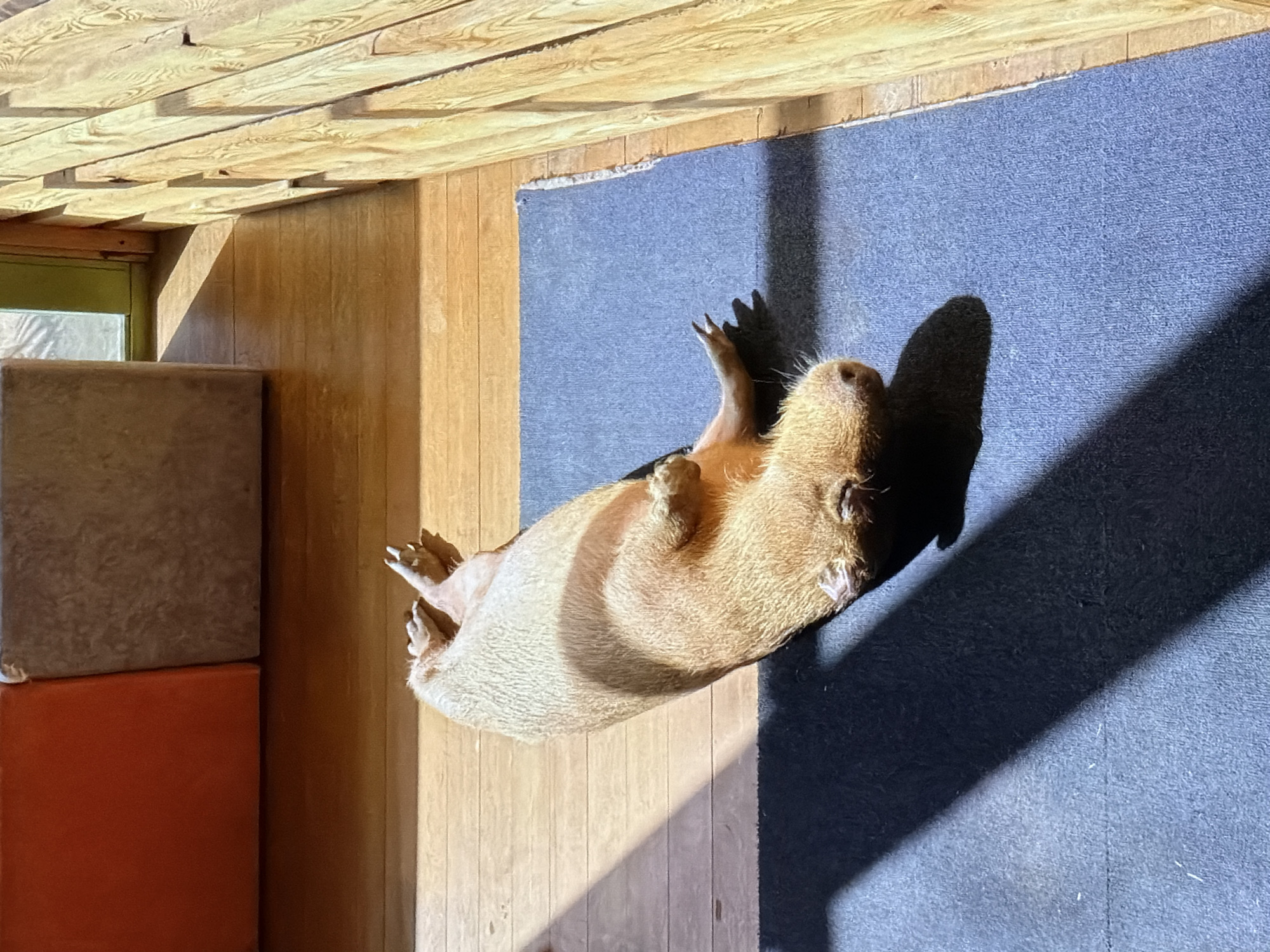 A capybara lies on its back on a blue rug. The rug sits on a wooden floor, next to a wooden wall. Light and shadow interplay across the scene. A window is visible in the corner. Two blocks, one grey and one orange, are stacked on each other next to the wall. The setting appears to be indoors.