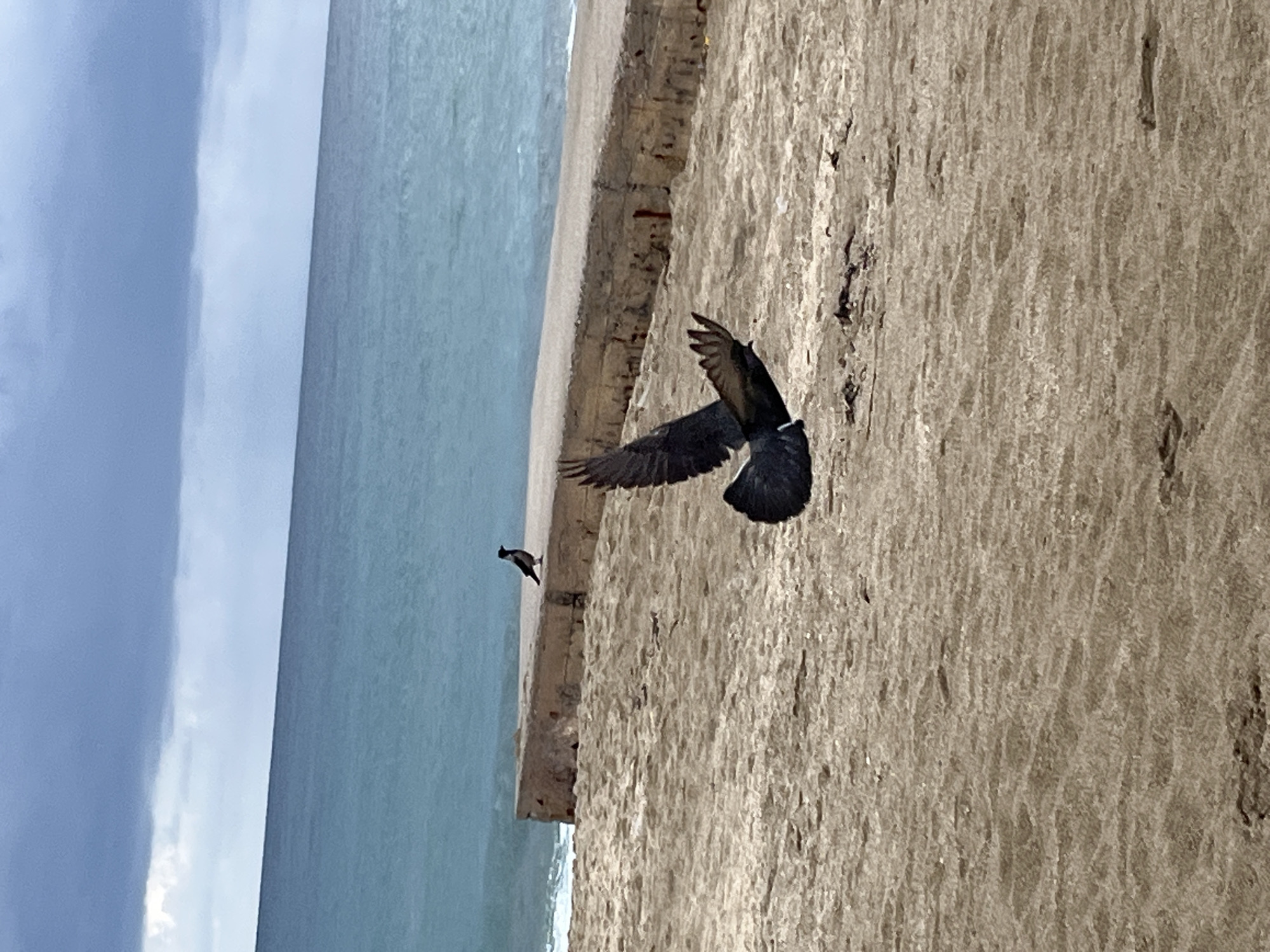 A medium shot captures a scene in Alanya, Turkey. A bird with outspread wings is the focal point, likely in motion, appearing in front of a concrete wall. To the left of the wall is a view of the sea meeting a cloudy sky. Another smaller bird is perched on the edge of the wall, facing the sea. The wall is textured and appears to be weathered.